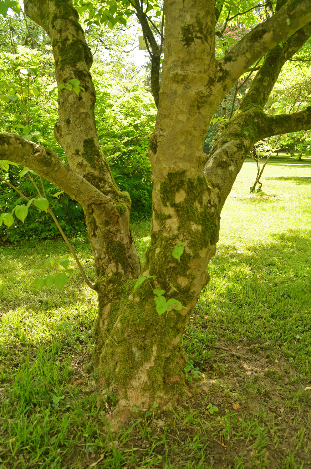 Cornus kousa - Stuttgart-Hohenheim - Mai 2023