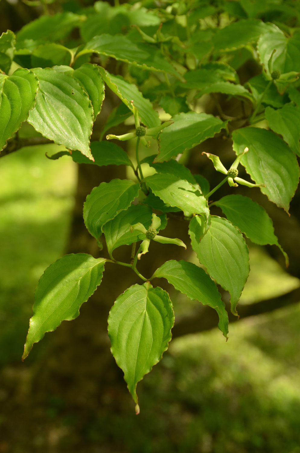 Cornus kousa - Stuttgart-Hohenheim - Mai 2023