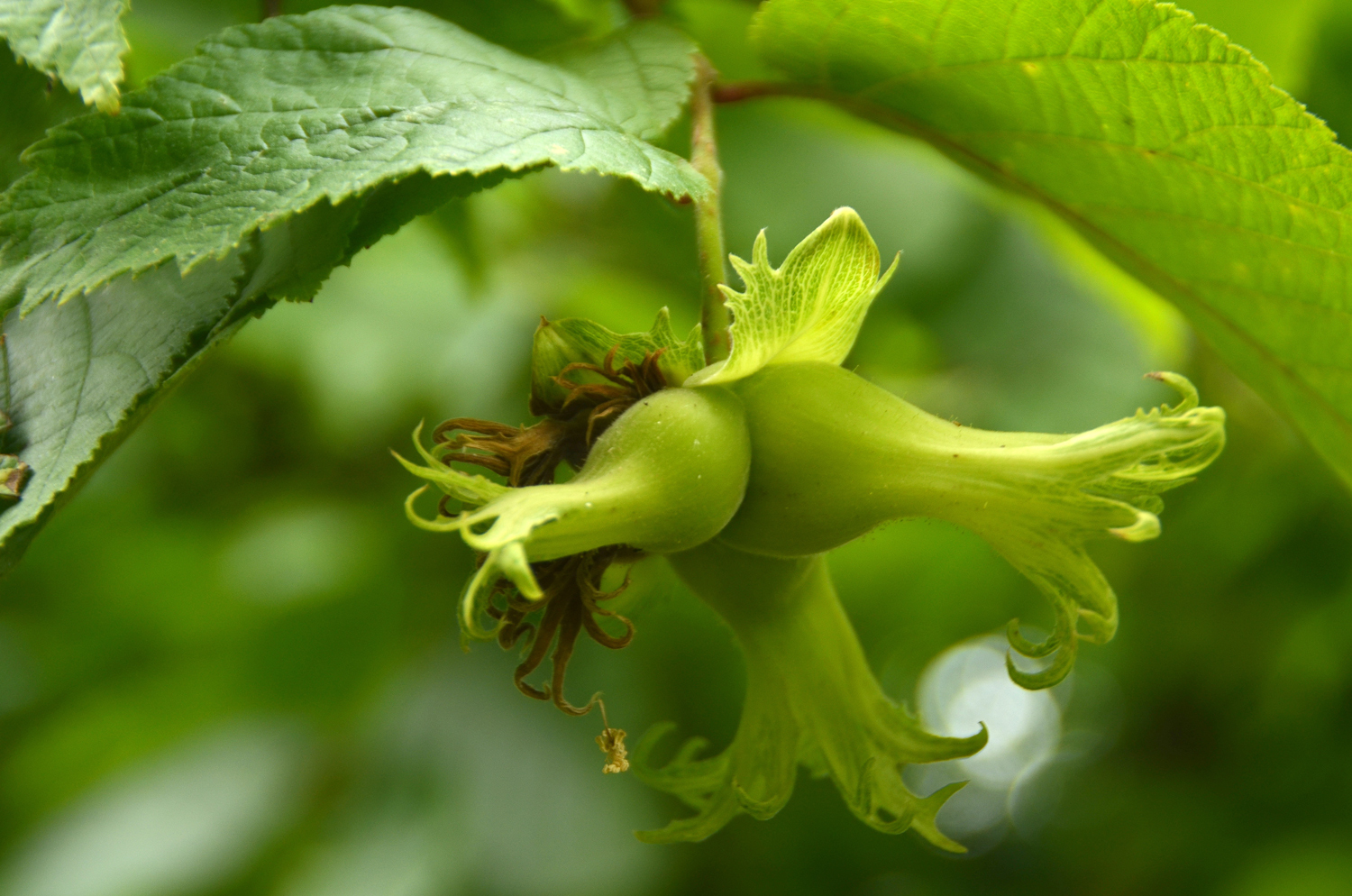 Corylus chinensis - Stuttgart-Hohenheim - Juli 2023