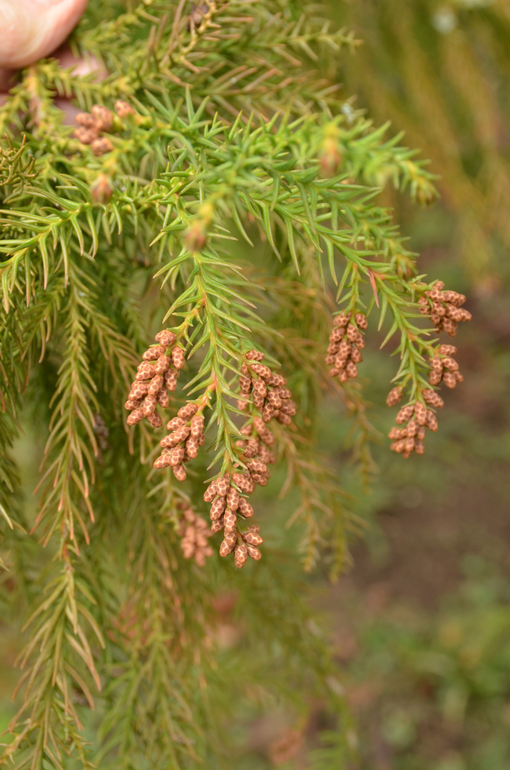 Cryptomeria japonica 'Dacrydioides' - Stuttgart-Hohenheim - Februar 2021
