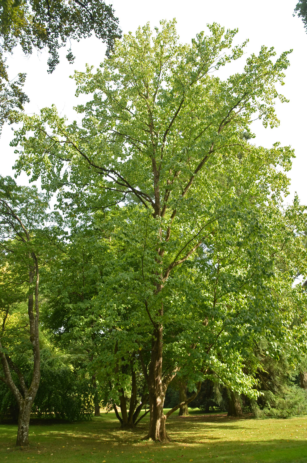 Davidia involucrata var. vilmoriniana - Stuttgart-Hohenheim - Sept. 2023