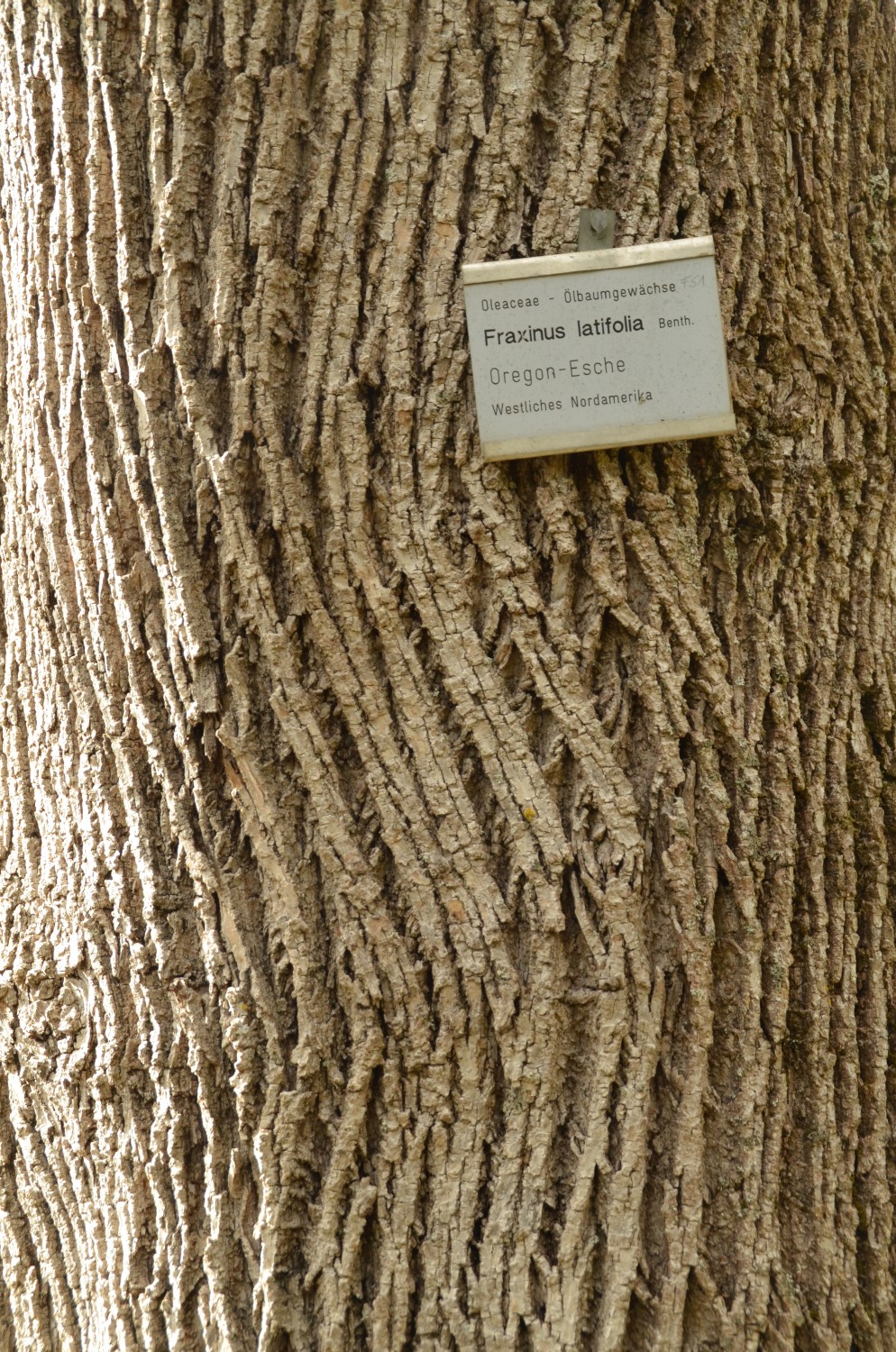 Fraxinus latifolia - Stuttgart-Hohenheim - 2021