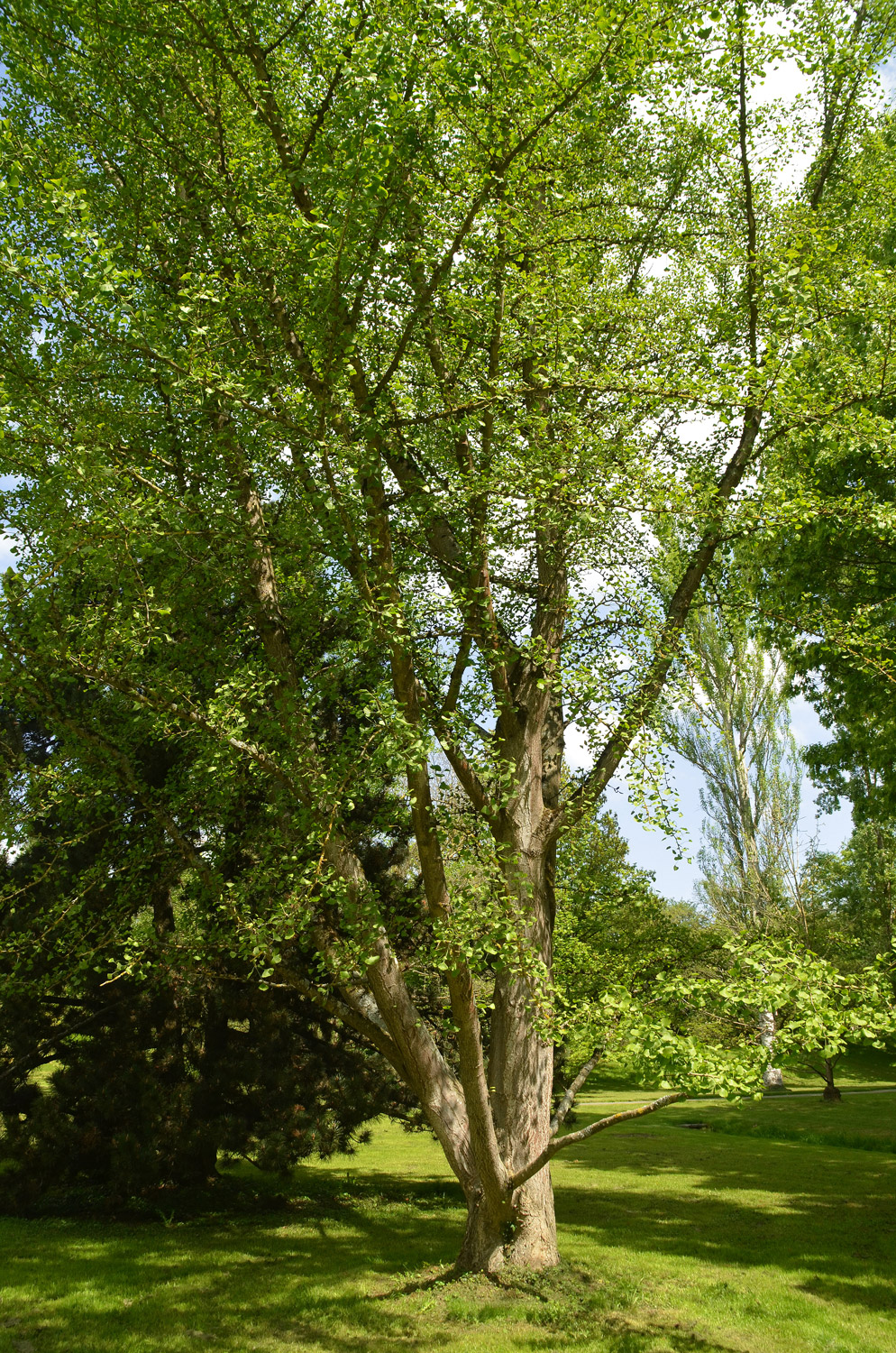 'Pendula' biloba Ginkgo