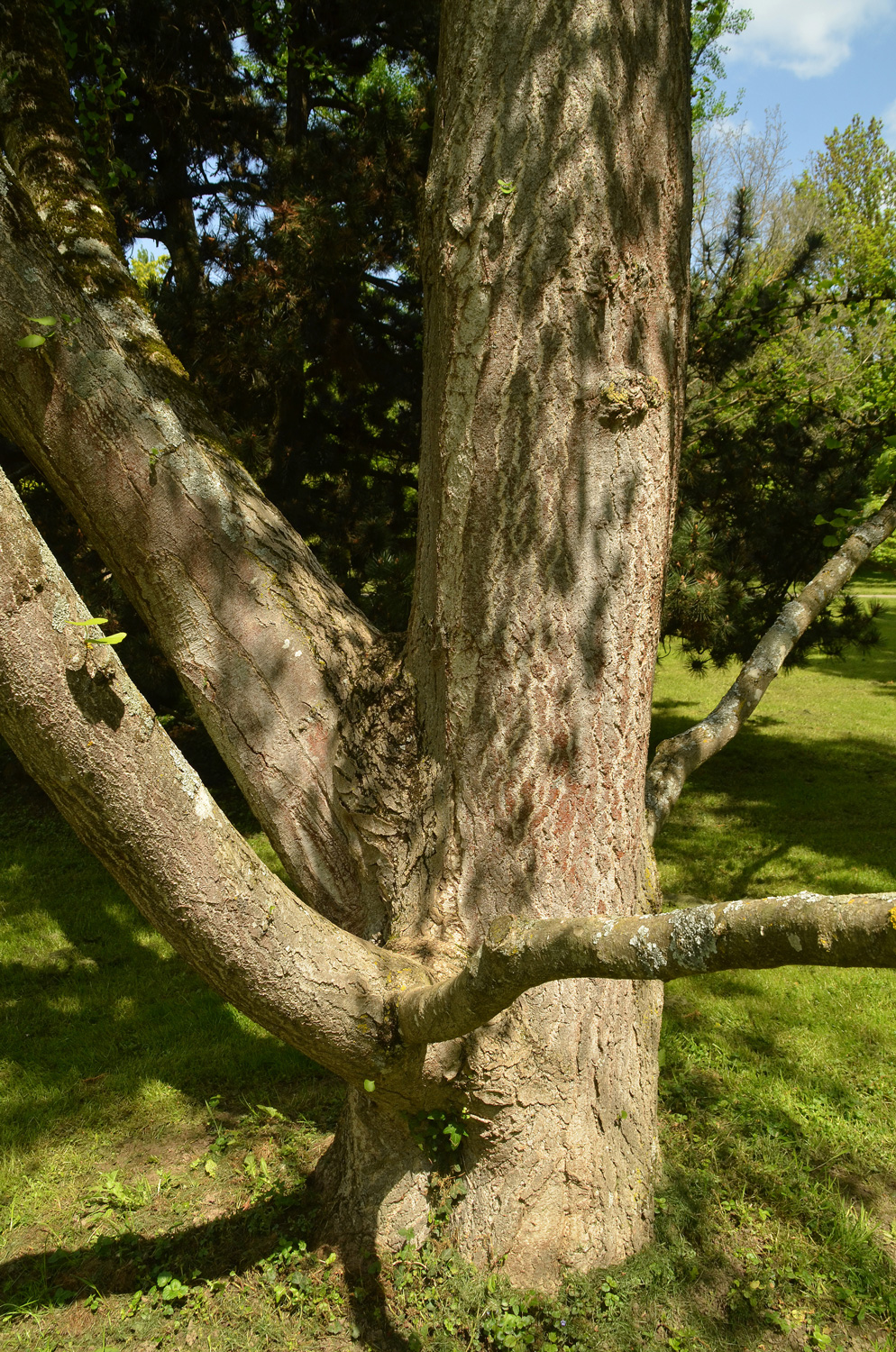 Ginkgo biloba 'Pendula' - Stuttgart-Hohenheim - Mai 2023