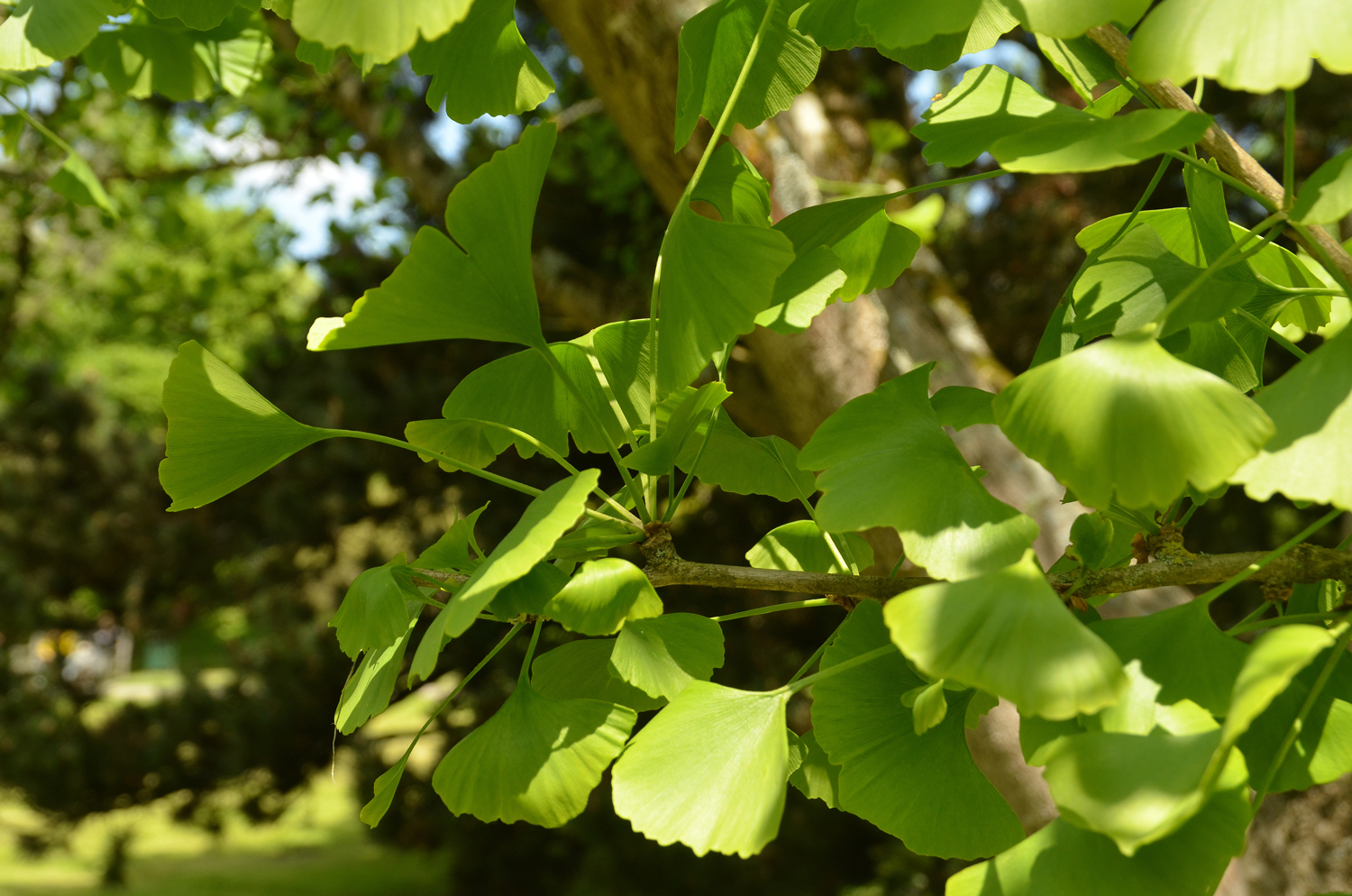 Ginkgo biloba 'Pendula' - Stuttgart-Hohenheim - Mai 2023