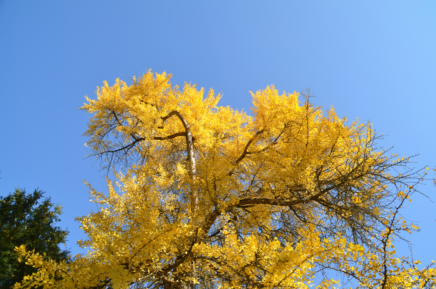 Ginkgo biloba - Exotengarten Hohenheim - Nov. 2018