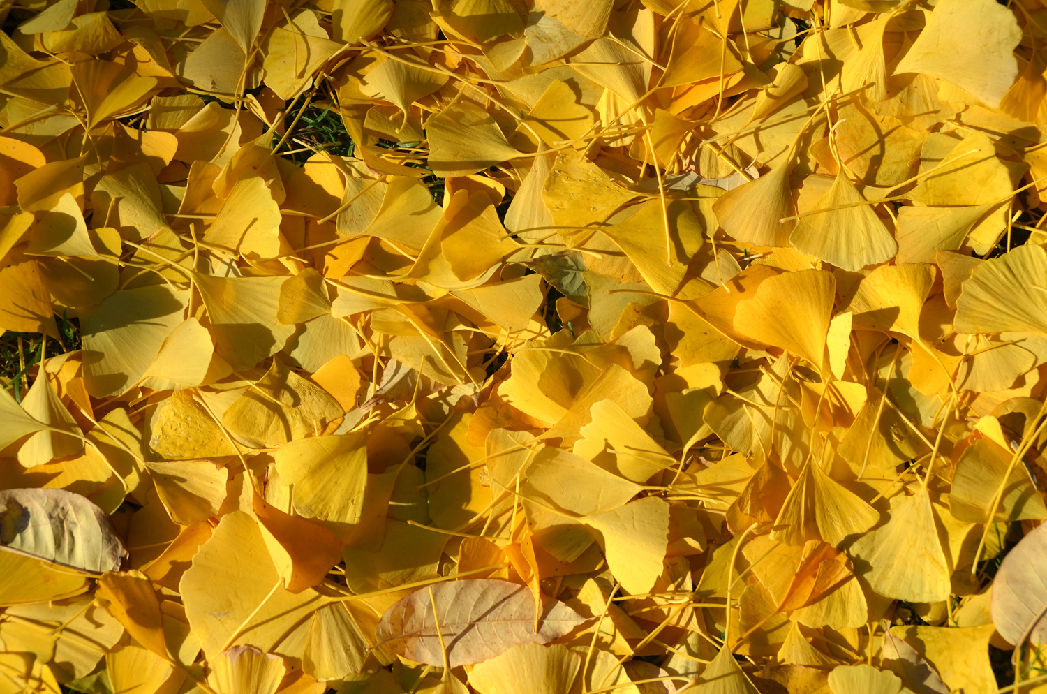 Ginkgo biloba - Exotengarten Hohenheim - Nov. 2018