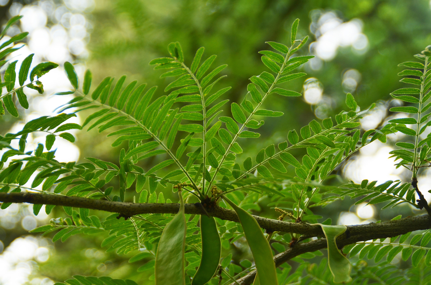 Gleditsia japonica - Stuttgart-Hohenheim - Juli 2023