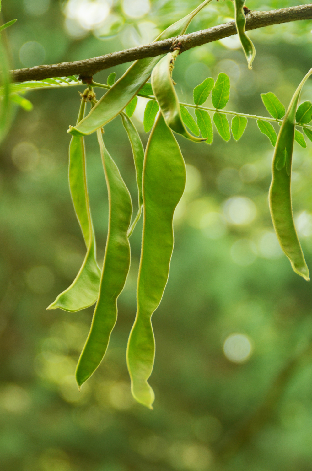 Gleditsia japonica - Stuttgart-Hohenheim - Juli 2023