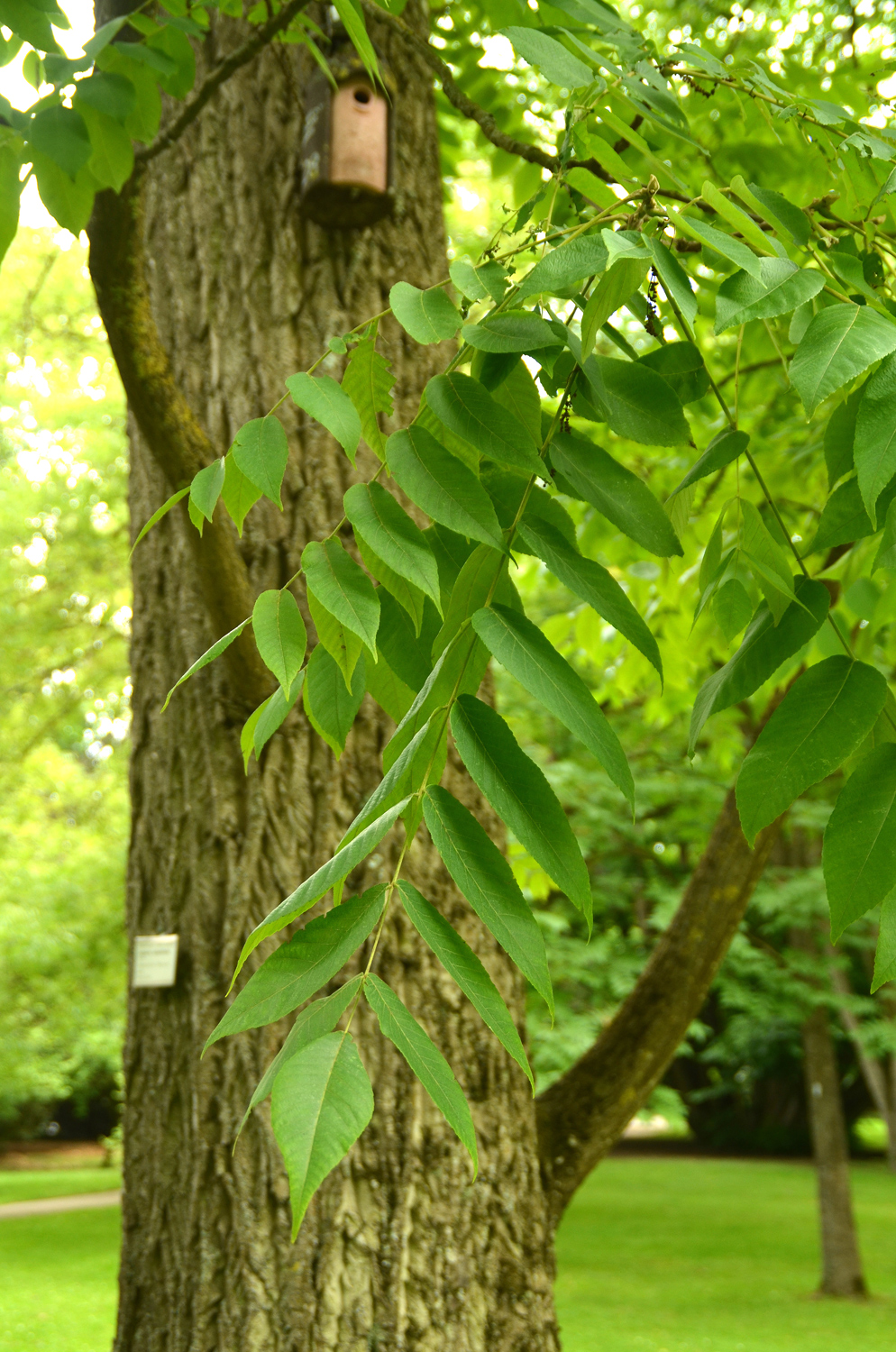 Juglans ailantifolia - Stuttgart-Hohenheim - Juli 2023