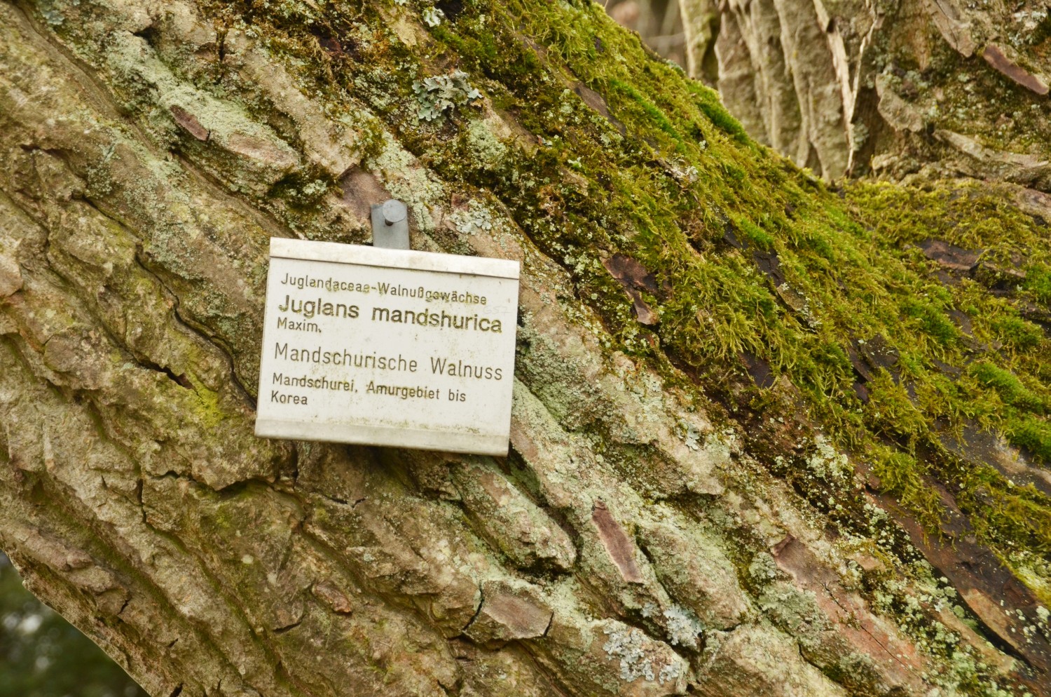 Juglans mandshurica