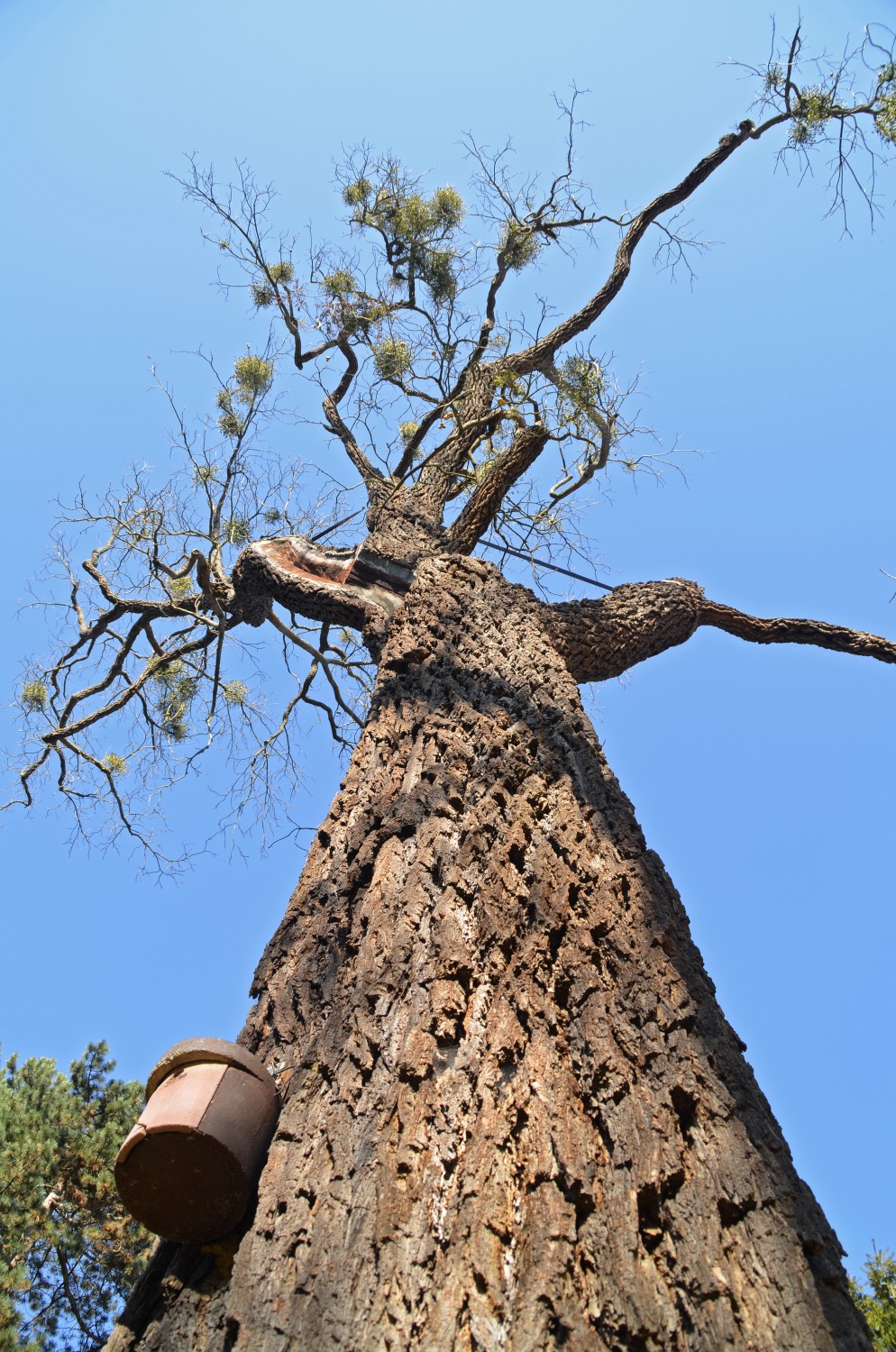 Juglans nigra - Stuttgart-Hohenheim - 2018