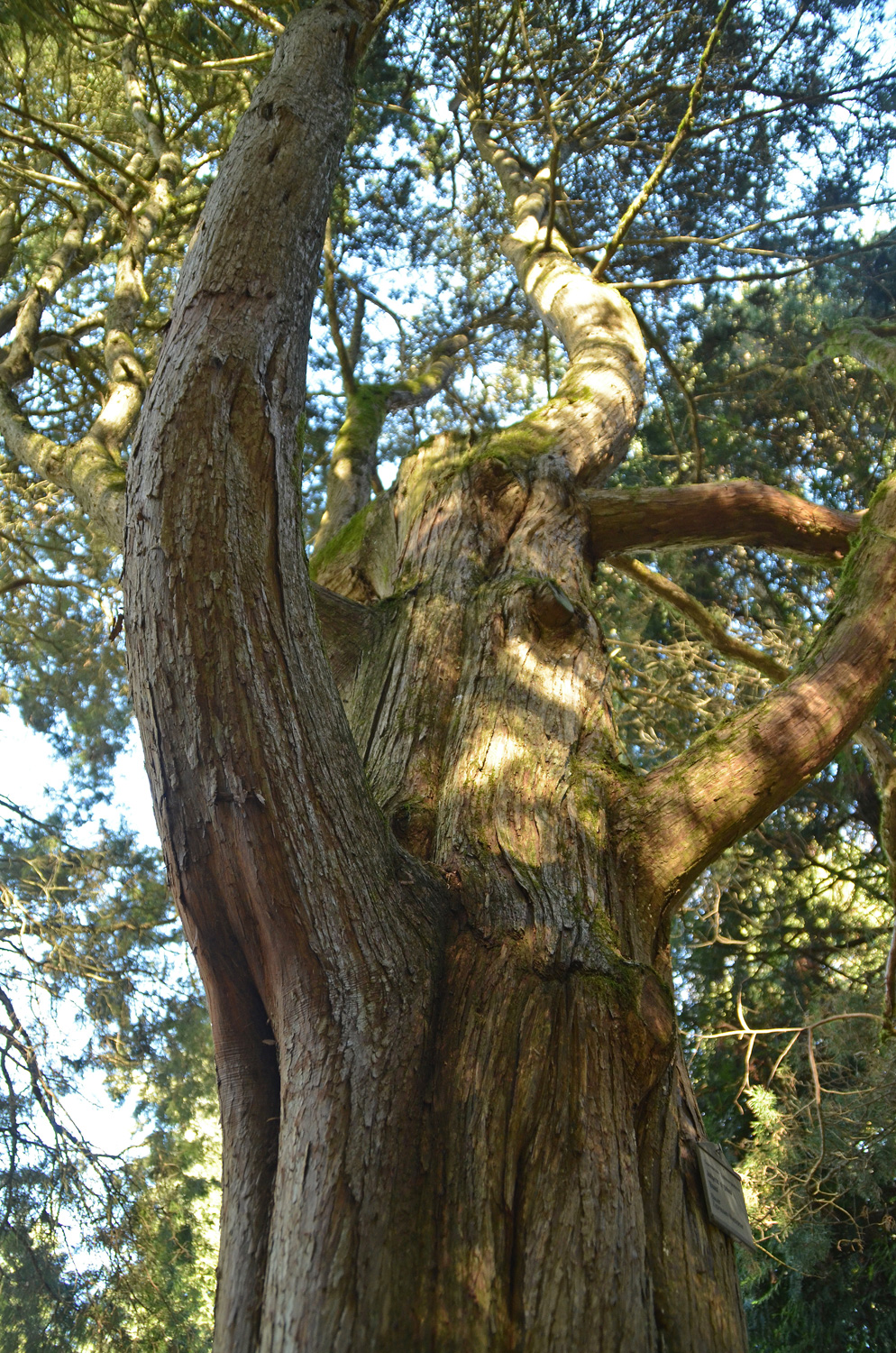 Juniperus virginia 'Glauca' - Stuttgart-Hohenheim - Febr. 2023