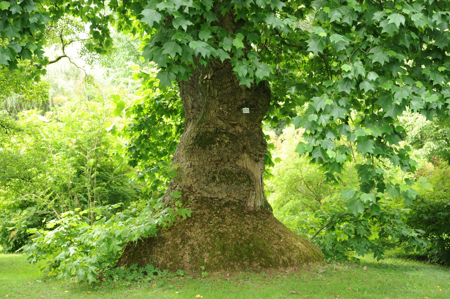 Liriodendron tulipifera - Stuttgart-Hohenheim - Juli 2014