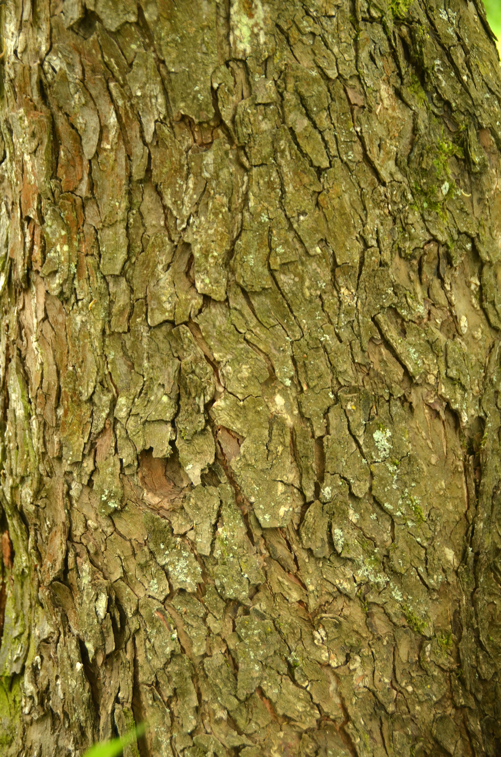 Ostrya carpinifolia - Stuttgart-Hohenheim - Mai 2023
