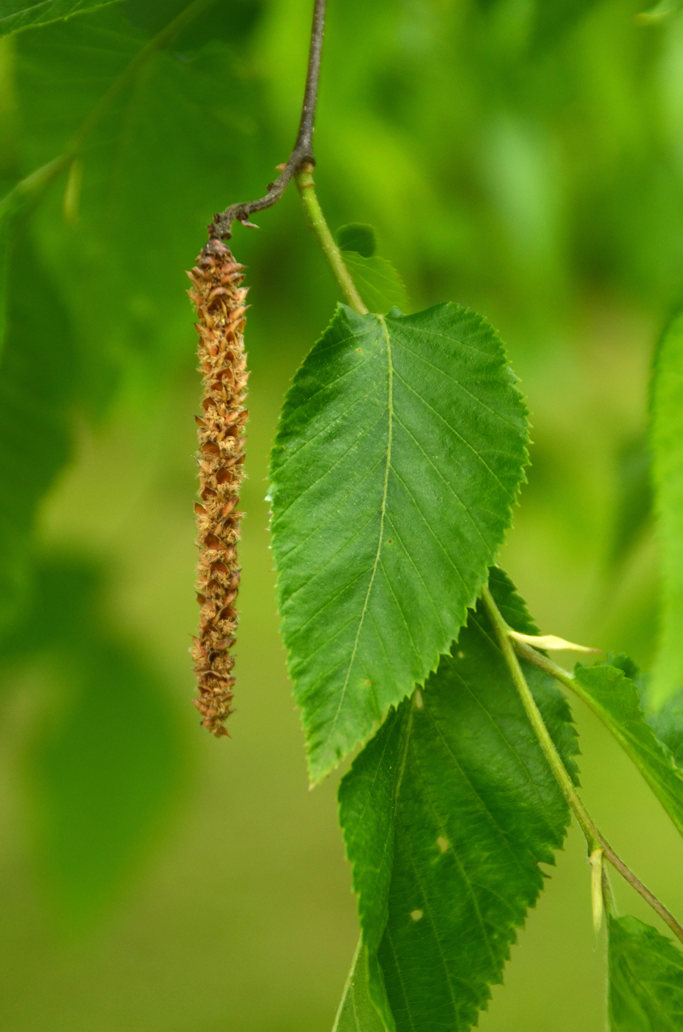Ostrya carpinifolia - Stuttgart-Hohenheim - Februar 2021