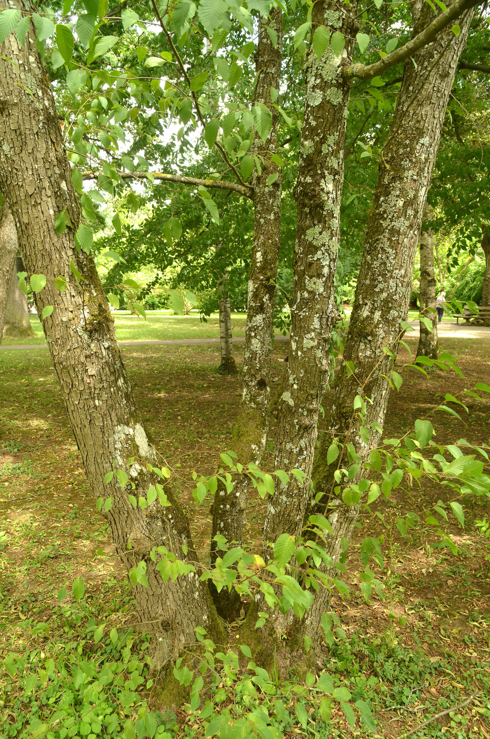 Ostrya japonica - Stuttgart-Hohenheim - Juli 2023