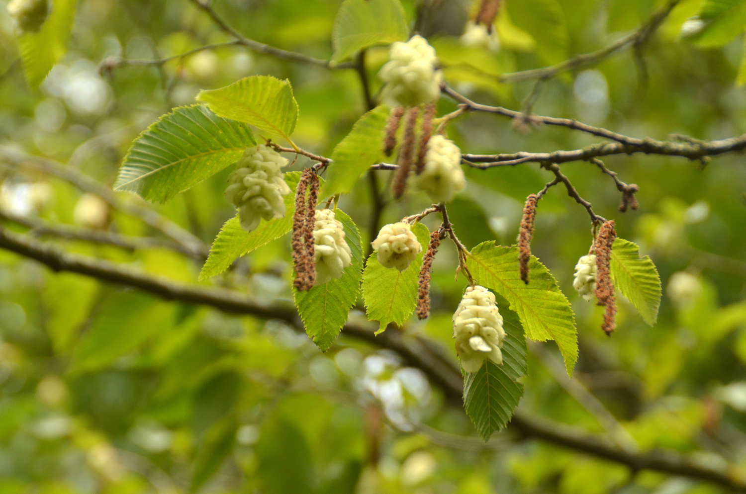 Ostrya japonica - Stuttgart-Hohenheim - Juli 2023