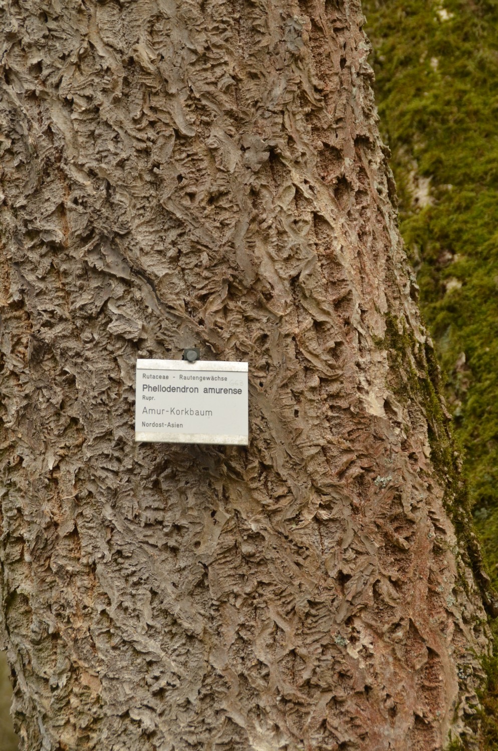 Phellodendron amurense - Stuttgart-Hohenheim - 2021