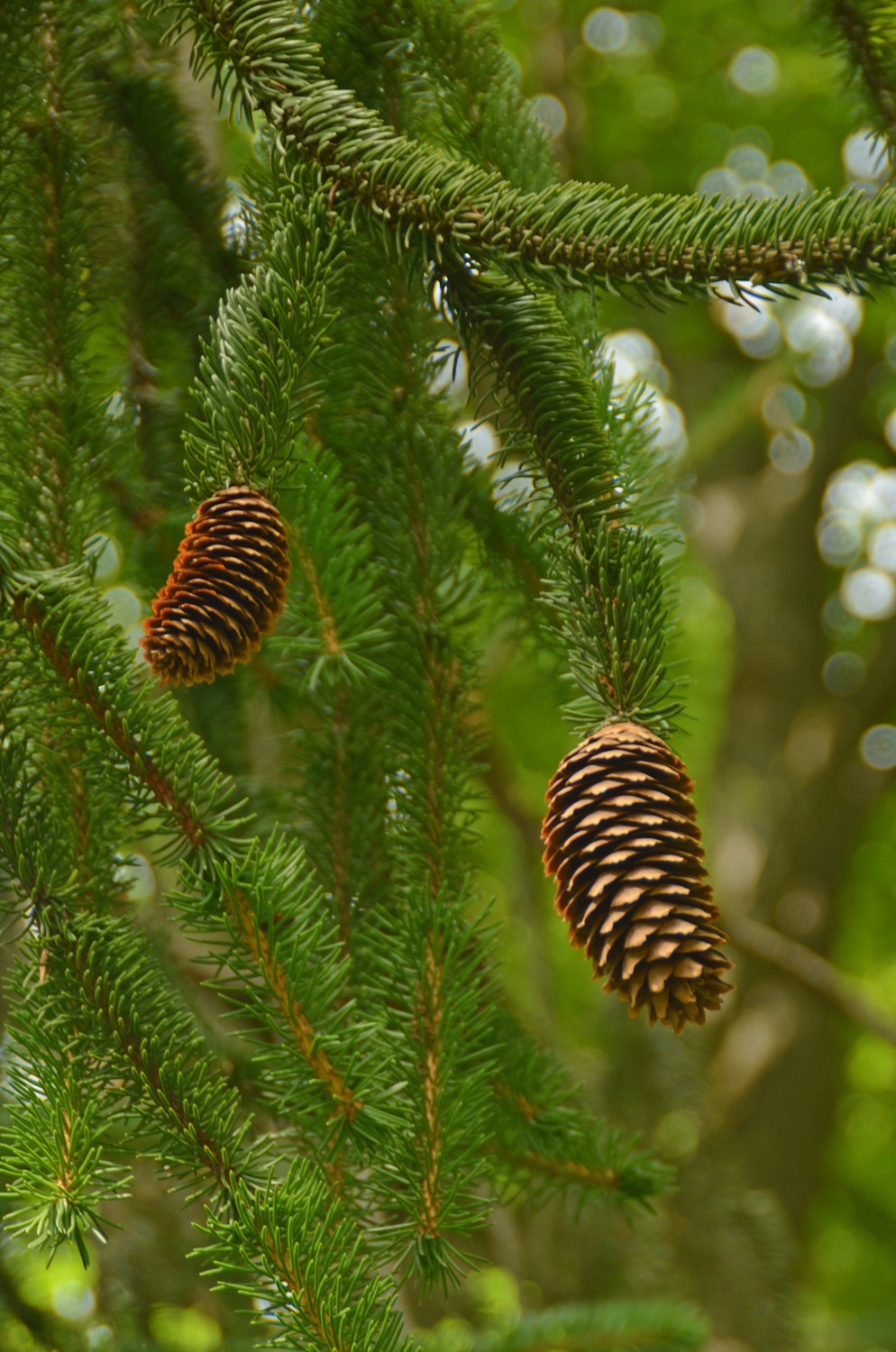 Picea abies 'Cranstonii' - Stuttgart-Hohenheim - Juli 2023