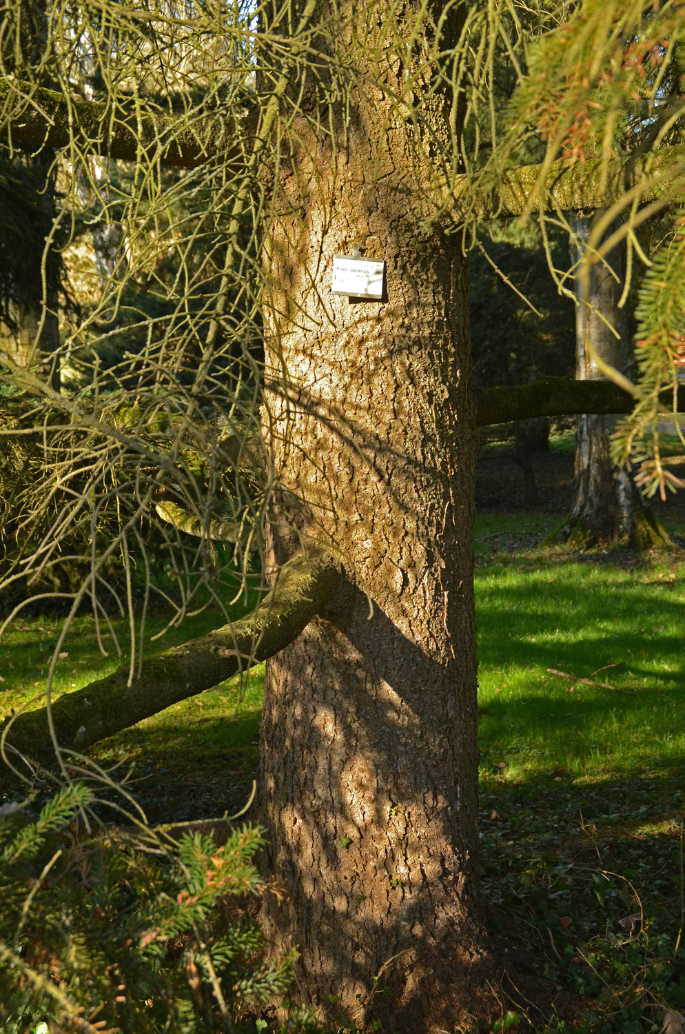 Picea jezoensis - Stuttgart-Hohenheim - Febr. 2023