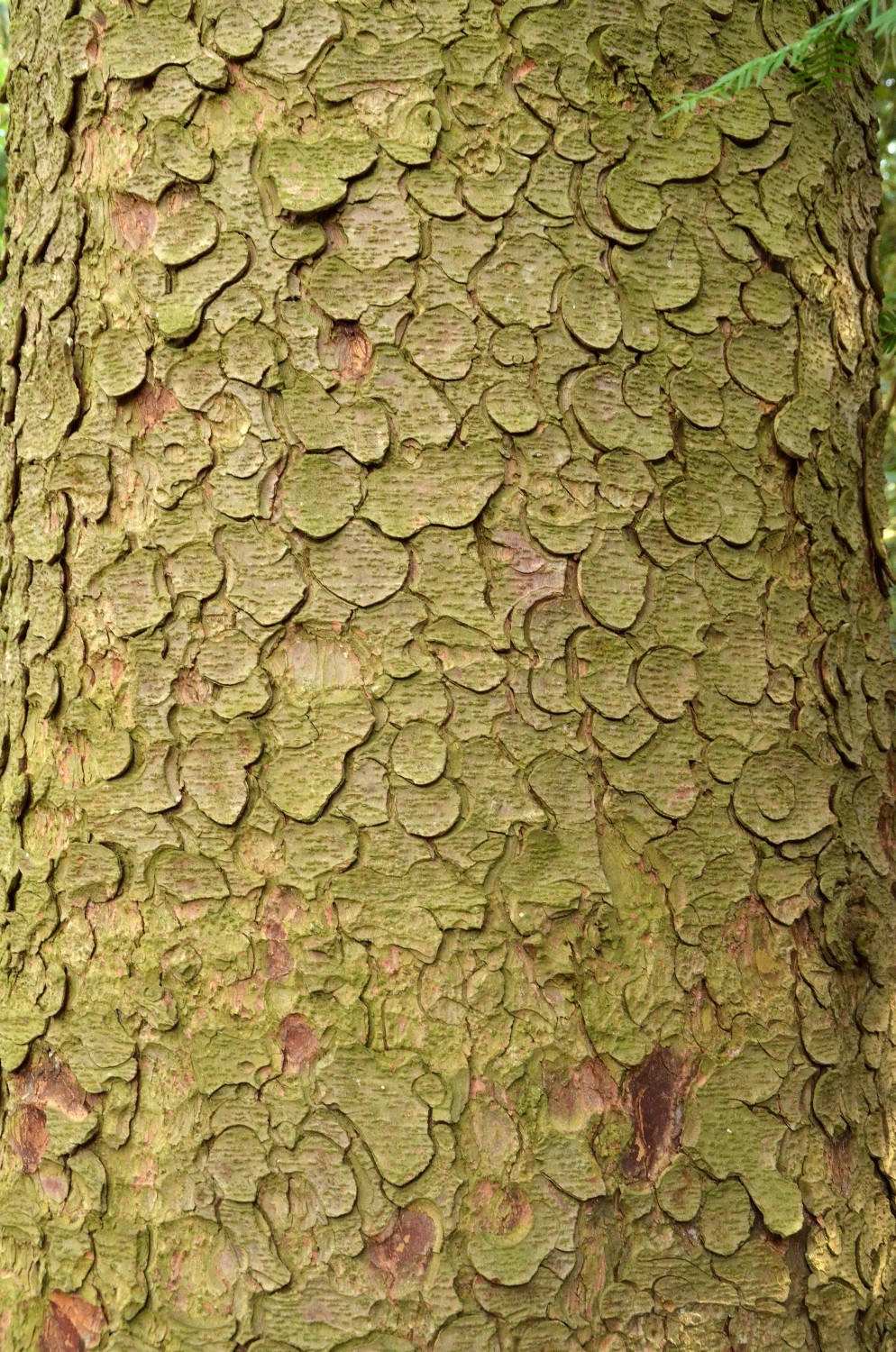 'Nutans' orientalis Picea