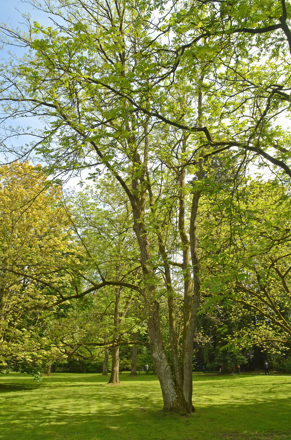 Pterocarya stenoptera - Stuttgart-Hohenheim - Mai 2023