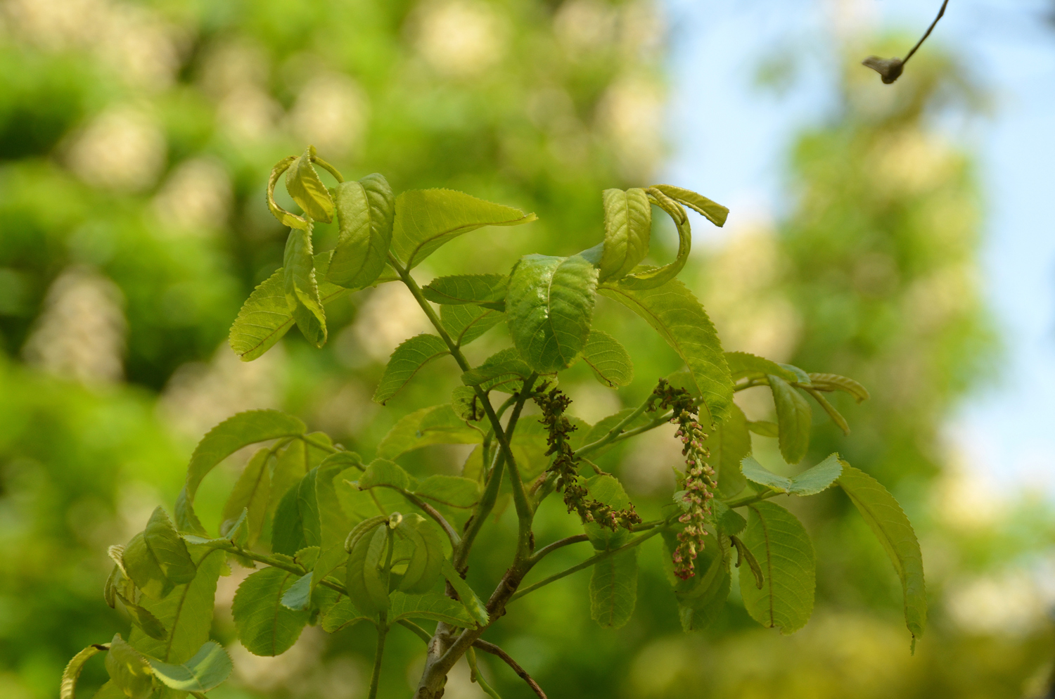 Pterocarya stenoptera - Stuttgart-Hohenheim - Mai 2023
