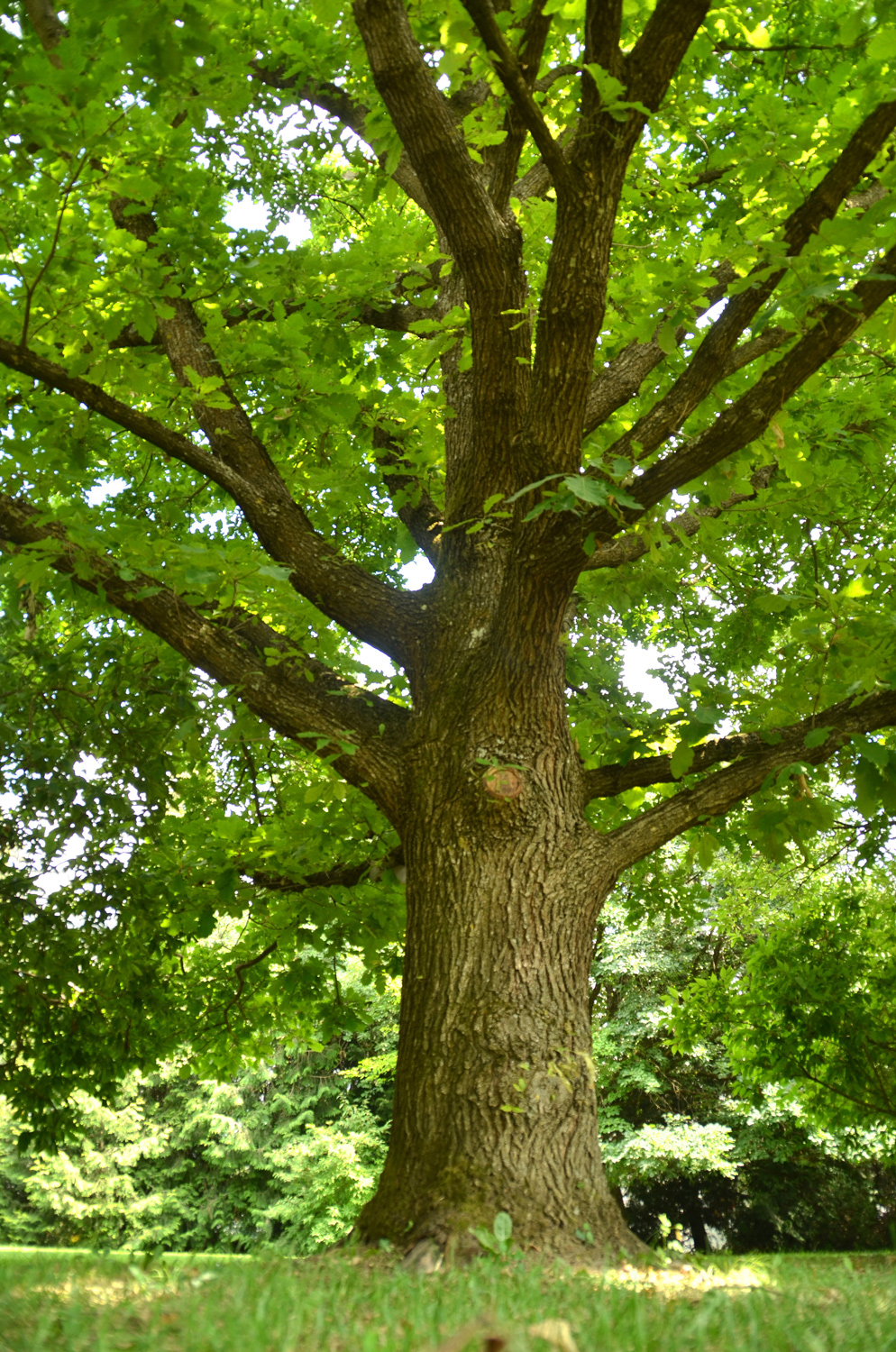 bicolor Quercus