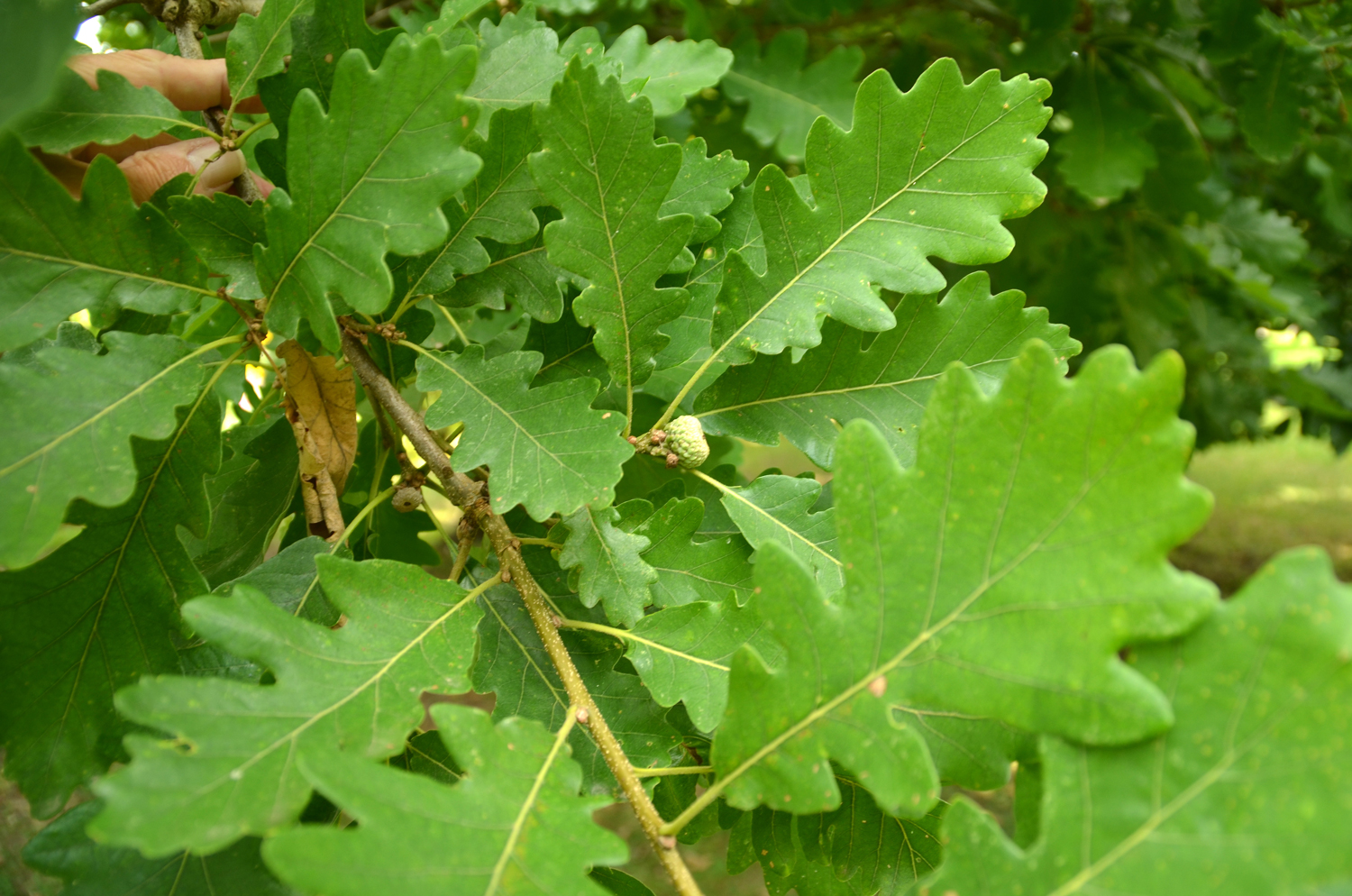 Quercus bicolor - Stuttgart-Hohenheim - 2022