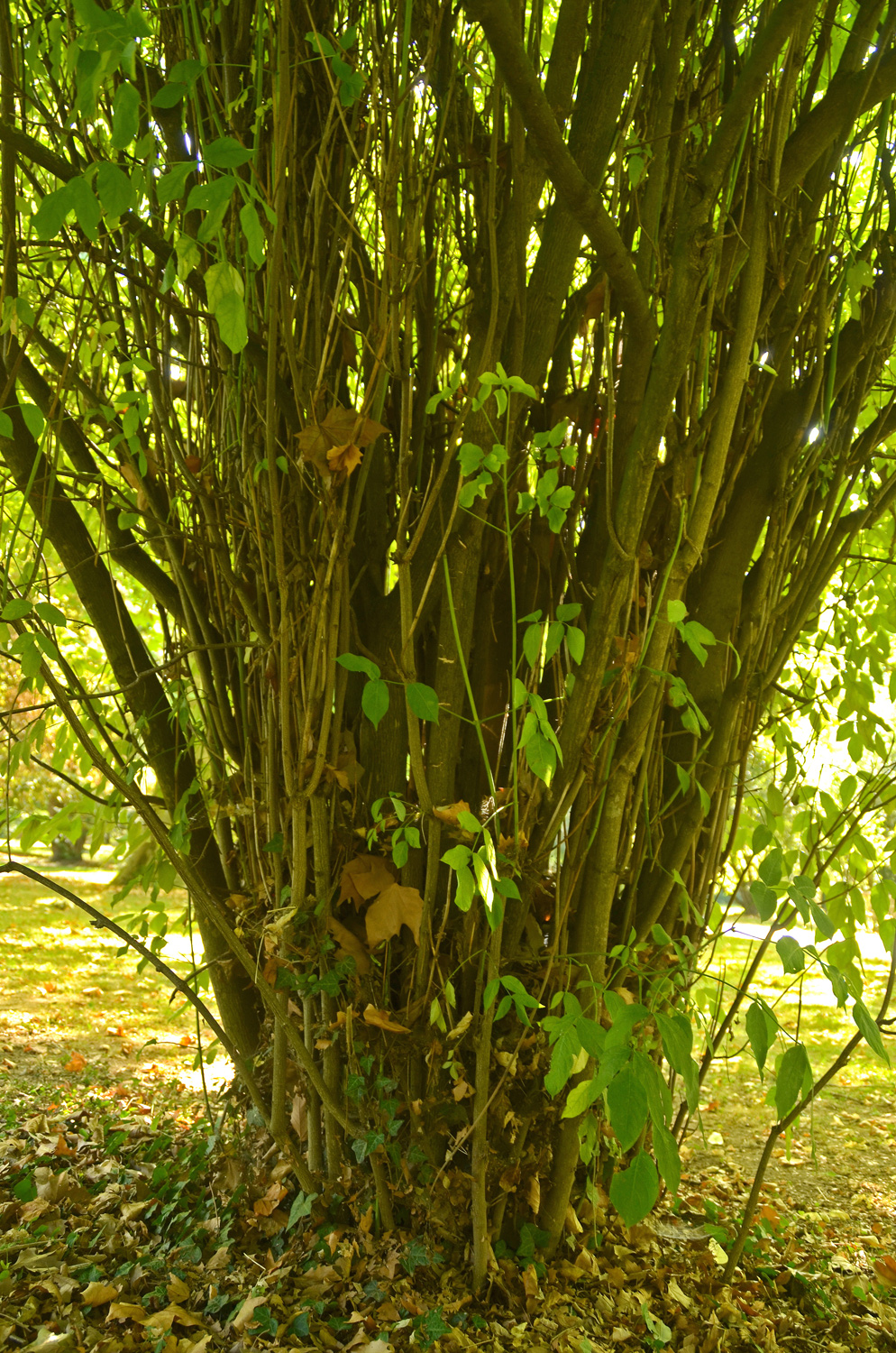 Staphilea pinnata - Stuttgart-Hohenheim - Sept. 2023