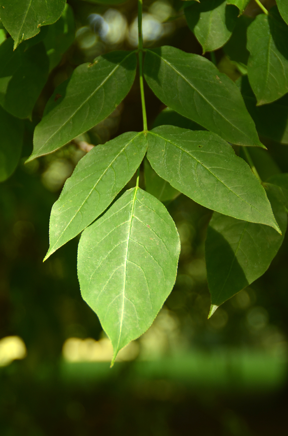 Staphilea pinnata - Stuttgart-Hohenheim - Sept. 2023