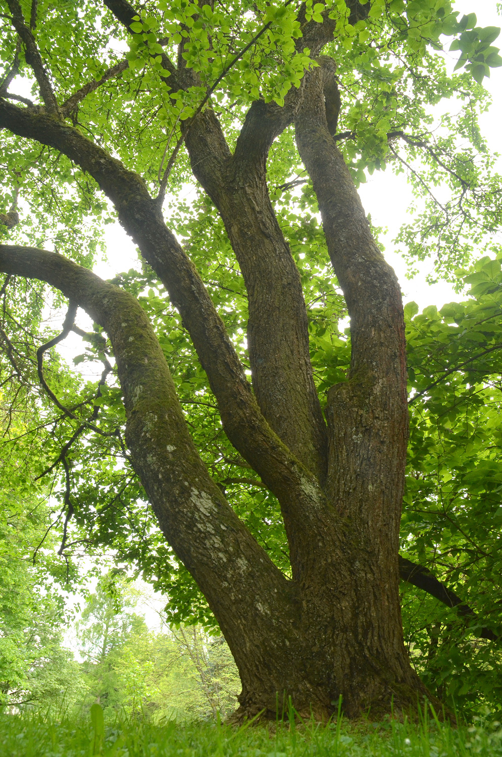 reticulata subsp. amurensis Syringa