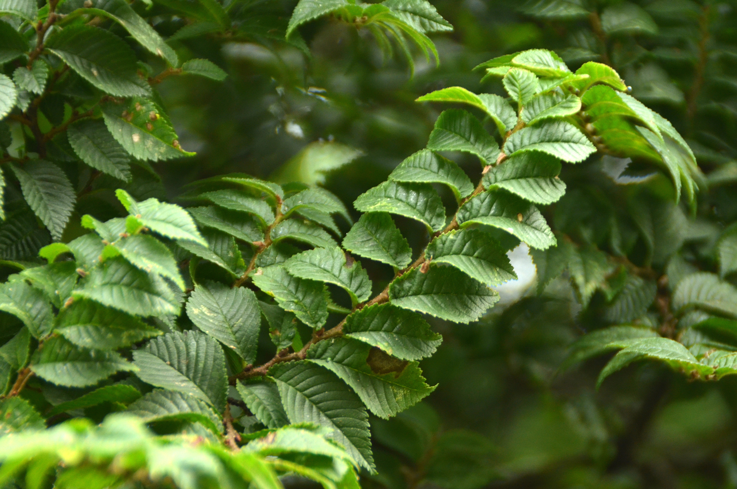 Ulmus × hollandica 'Jaqueline Hillier' - Stuttgart-Hohenheim - Juli 2023