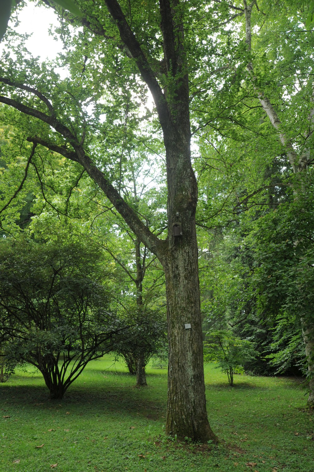 Ulmus glabra 'Exoniensis' - Stuttgart-Hohenheim - 2014
