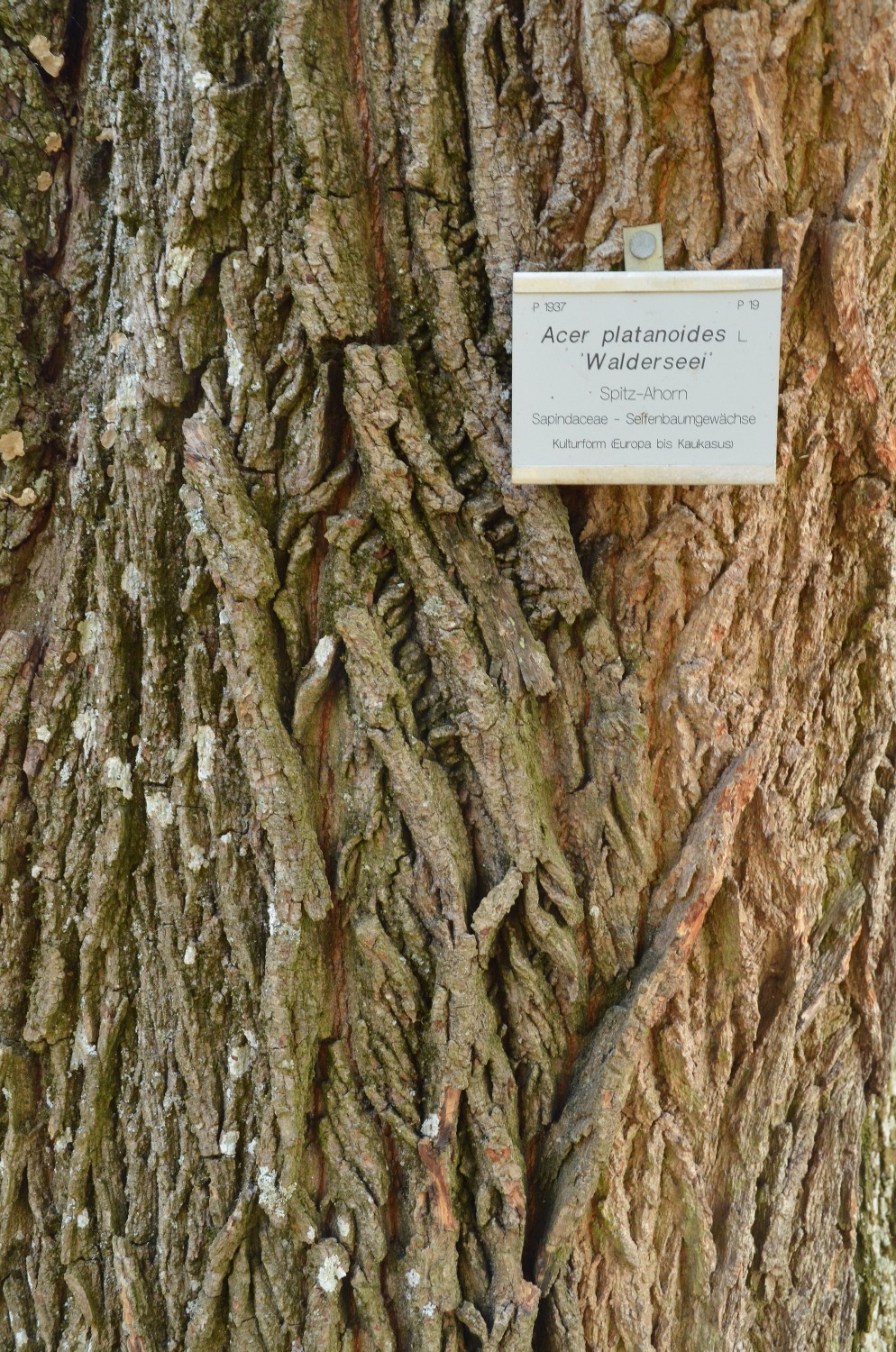 Acer platanoides 'Walderseei' - Stuttgart-Hohenheim - 2021