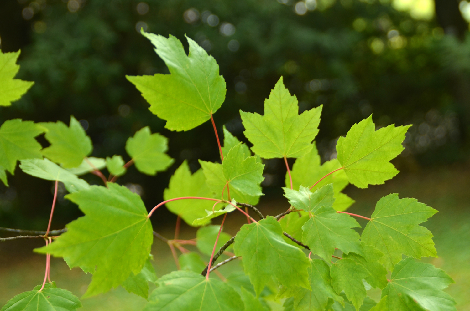 Acer rubrum var. trilobum - Stuttgart-Hohenheim - Juli 2023