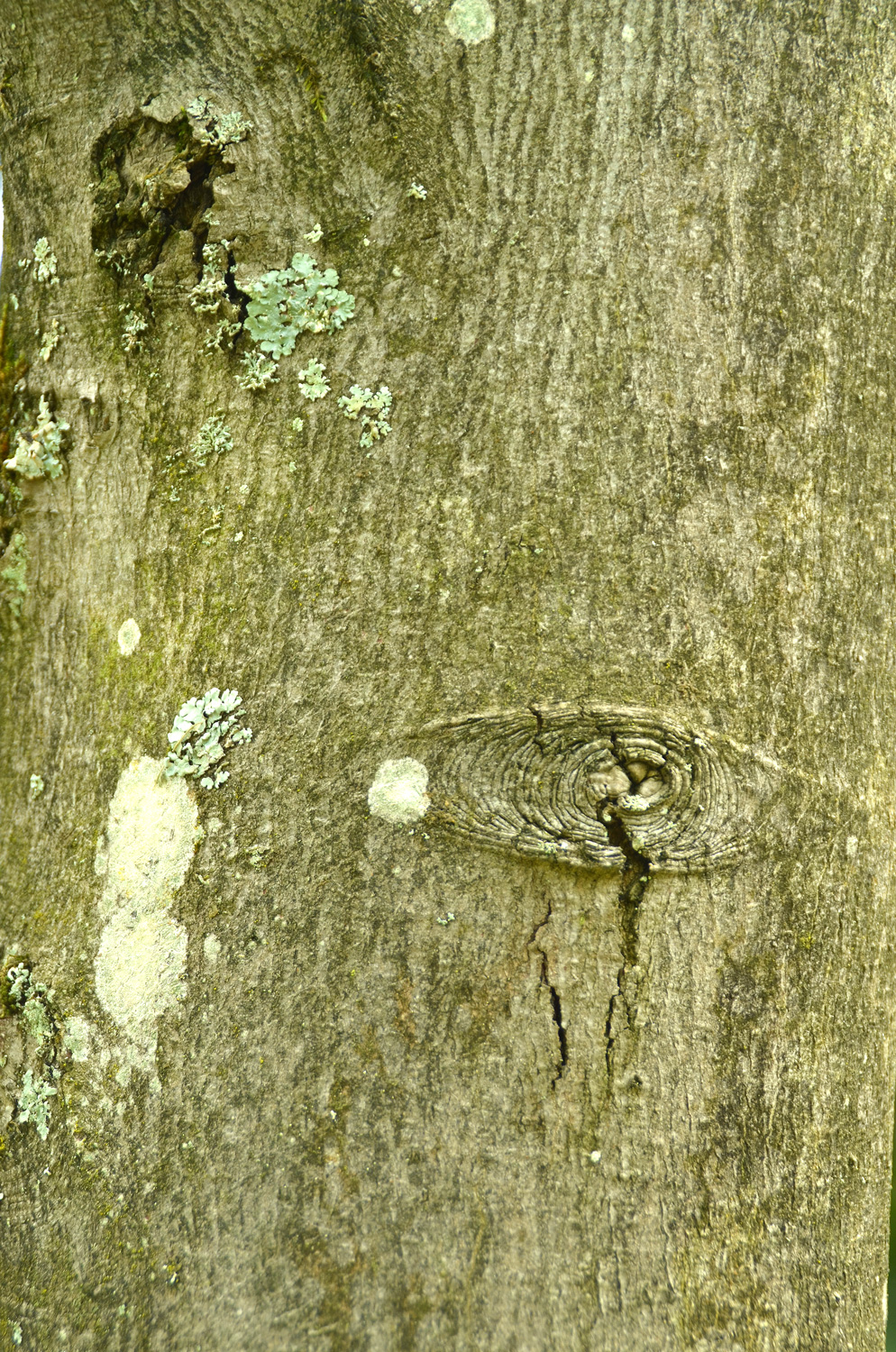 Acer rubrum var. trilobum - Stuttgart-Hohenheim - Juli 2023