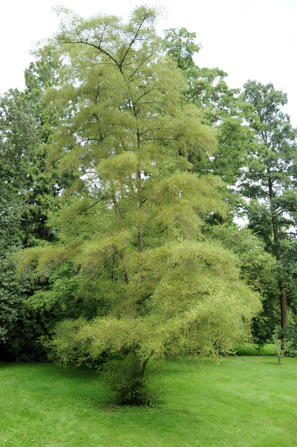 'Imperialis' Alnus glutinosa