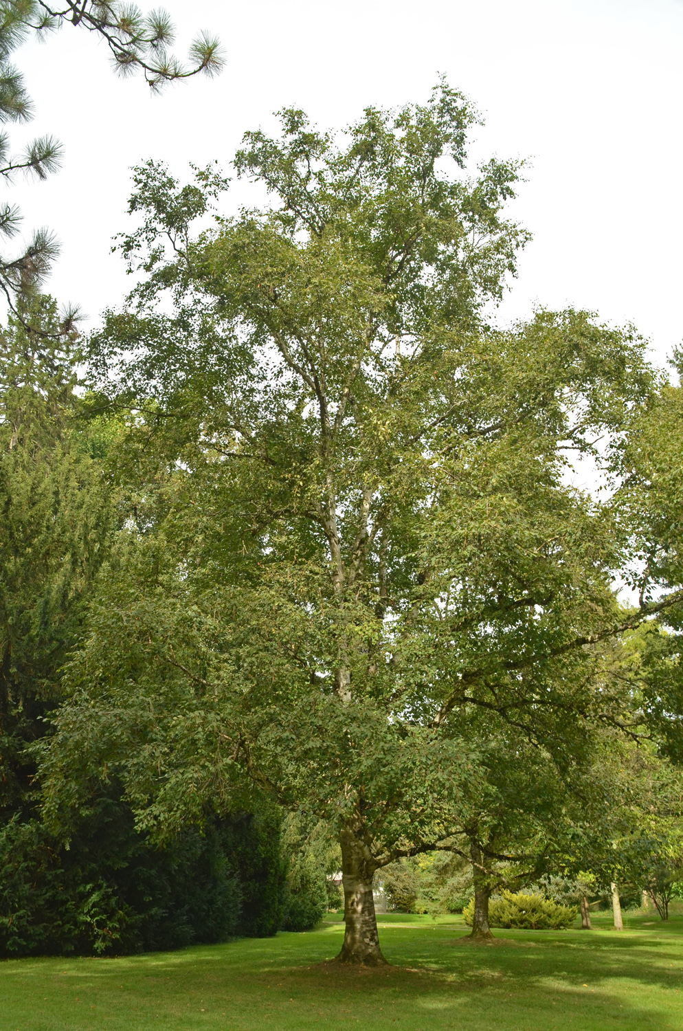 Betula papyrifera var. cordifolia - Stuttgart-Hohenheim - Sept. 2023