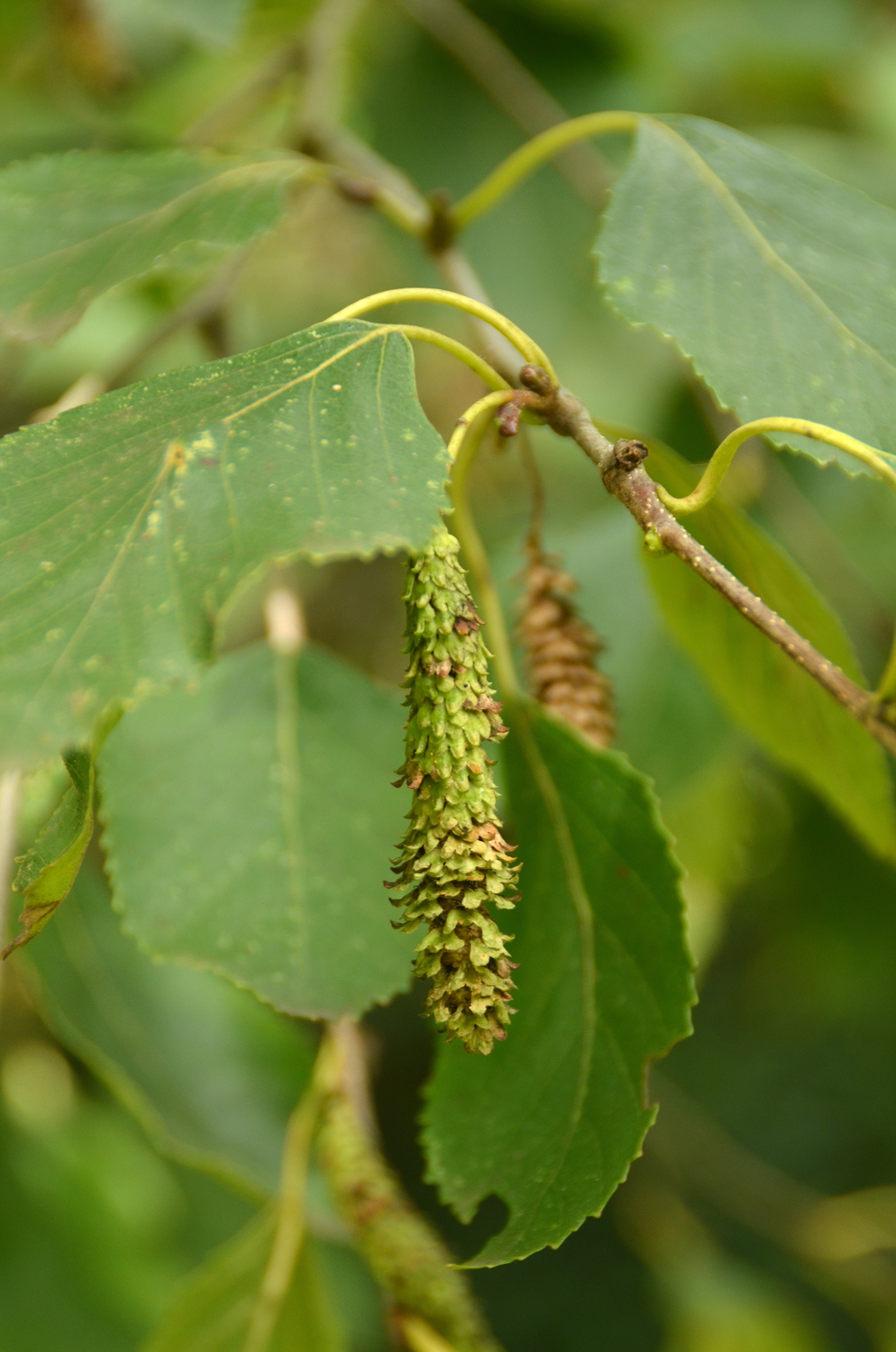 Betula papyrifera var. cordifolia - Stuttgart-Hohenheim - Sept. 2023