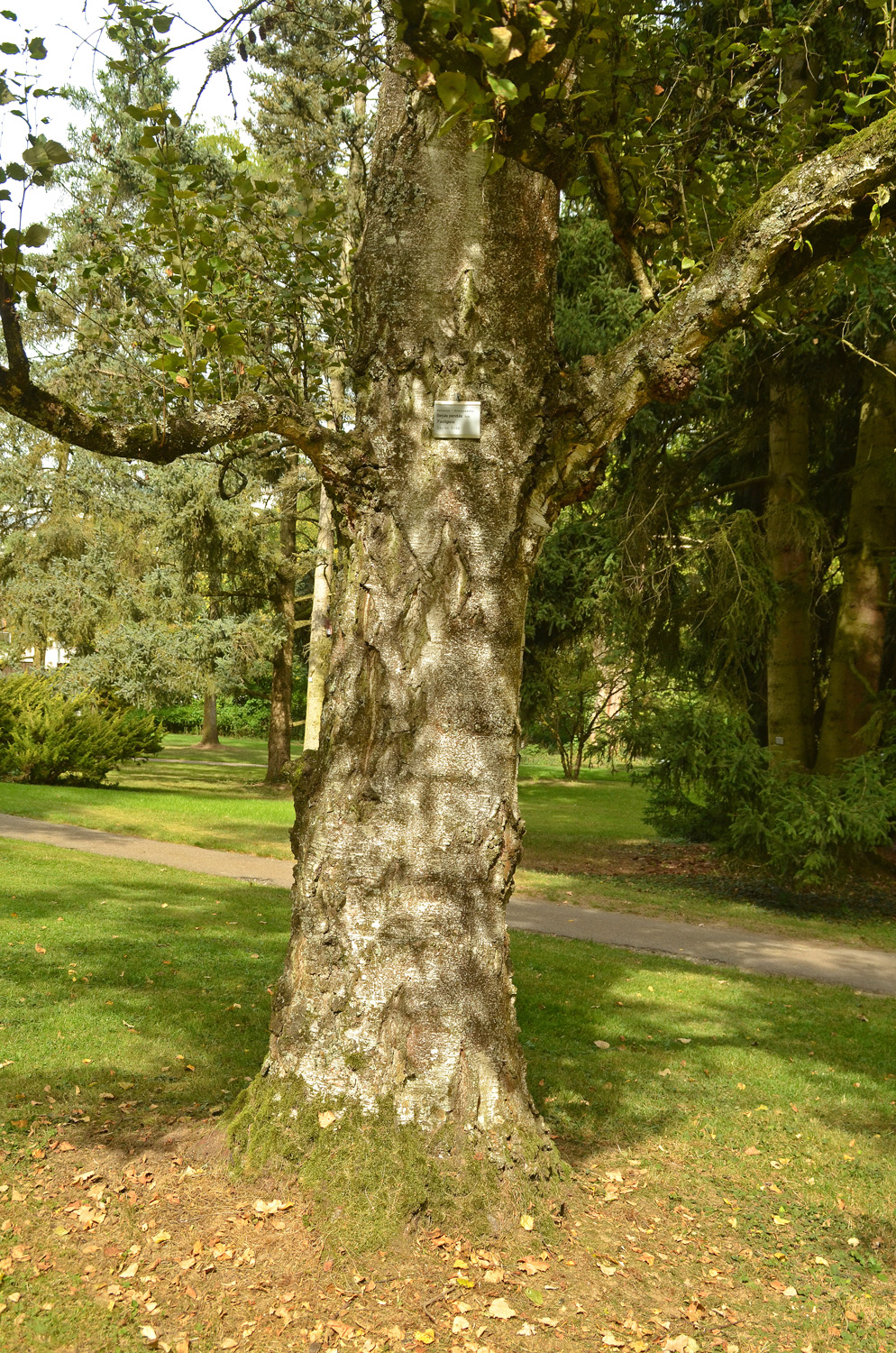 Betula pendula 'Fastigiata' - Stuttgart-Hohenheim - Sept. 2023