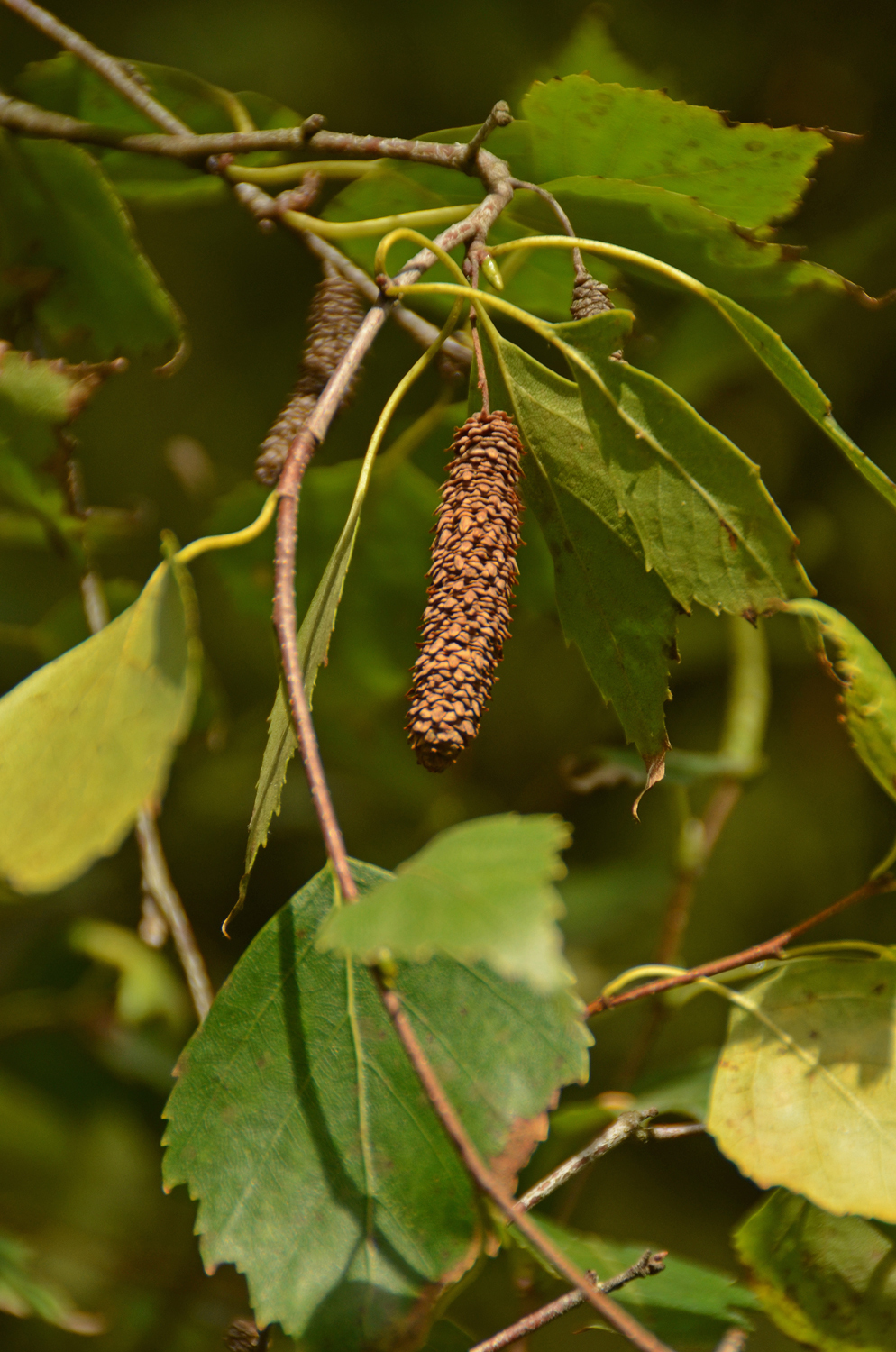Betula pendula 'Fastigiata' - Stuttgart-Hohenheim - Sept. 2023