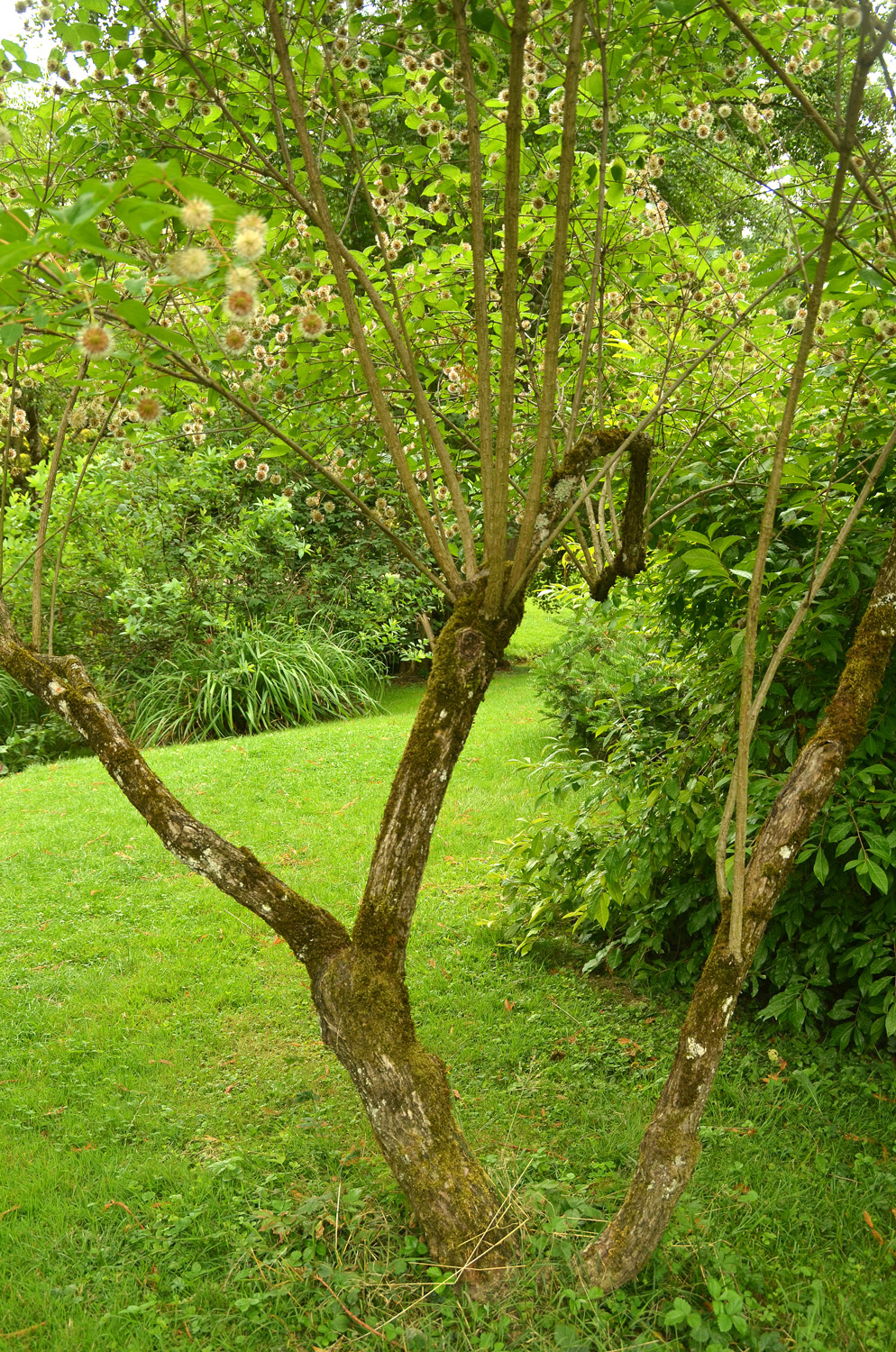 Cephalanthus occidentalis - Stuttgart-Hohenheim - Juli 2023