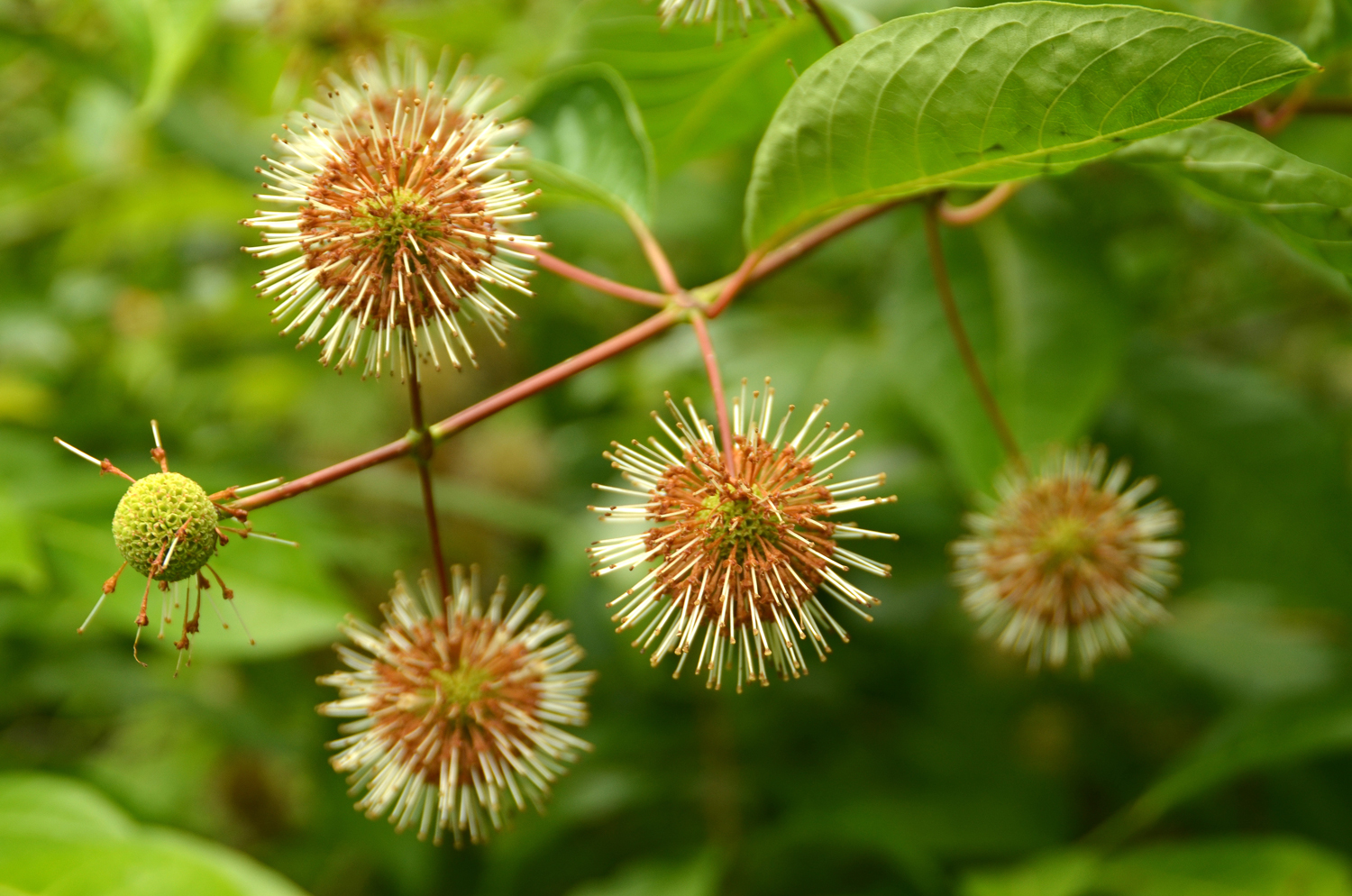 Cephalanthus occidentalis - Stuttgart-Hohenheim - Juli 2023
