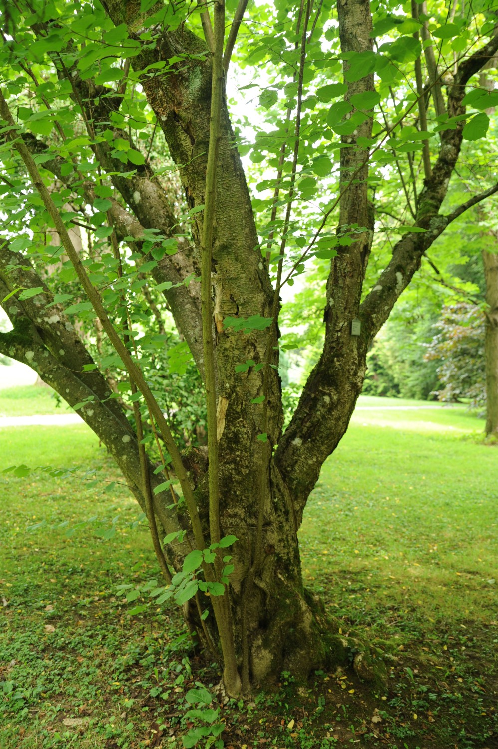 'Aurea' avellana Corylus