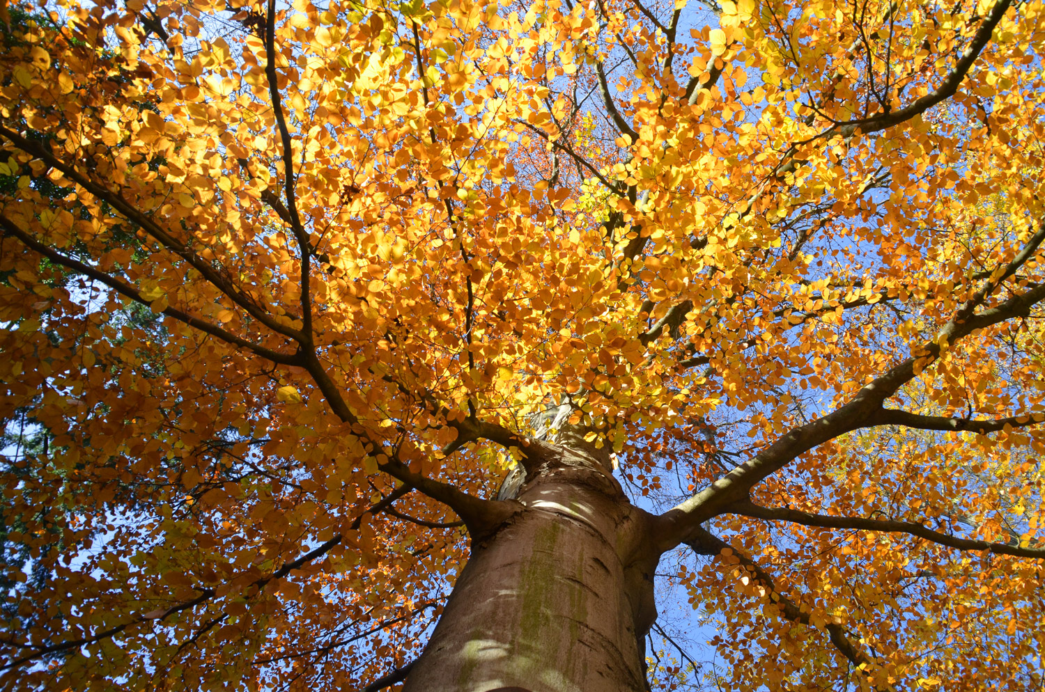 'Purpurea Latifolia' Fagus sylvatica