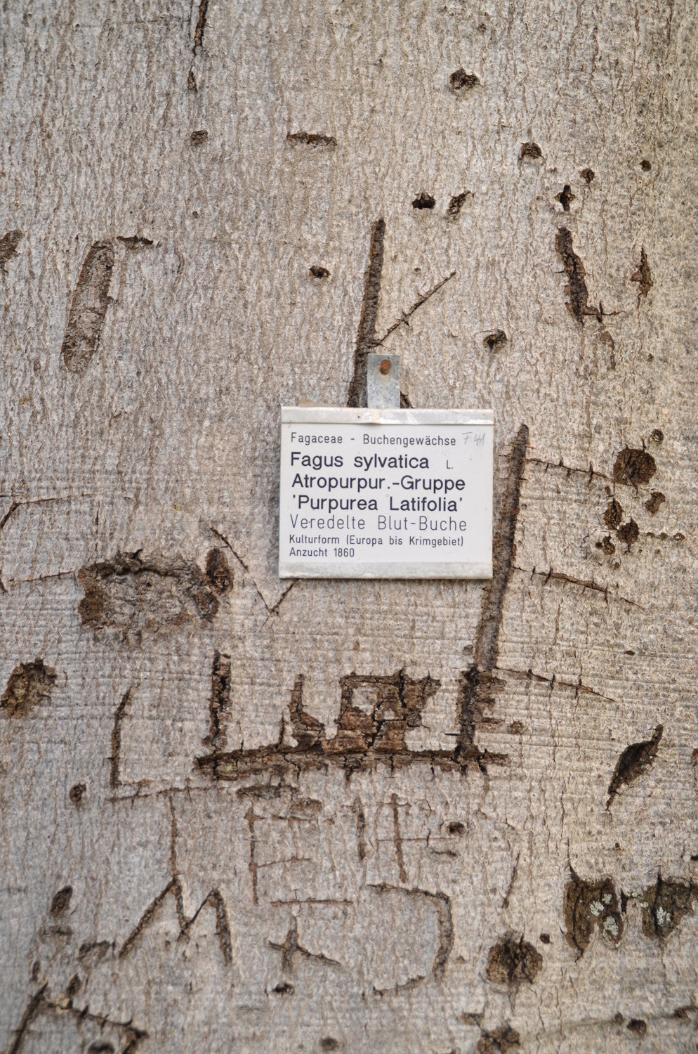 Fagus sylvatica - Exotengarten Hohenheim - März 2019