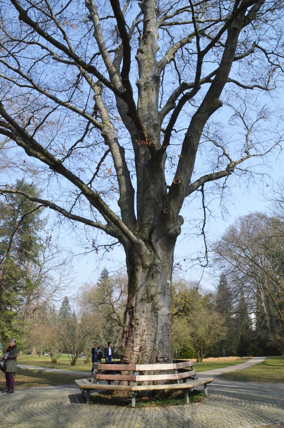 'Purpurea Latifolia' Fagus sylvatica
