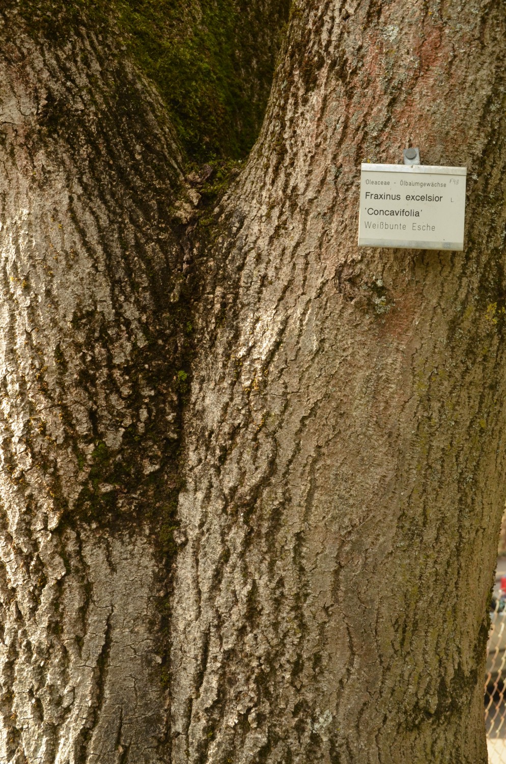 Fraxinus excelsior 'Concavifolia' - Stuttgart-Hohenheim - 2021